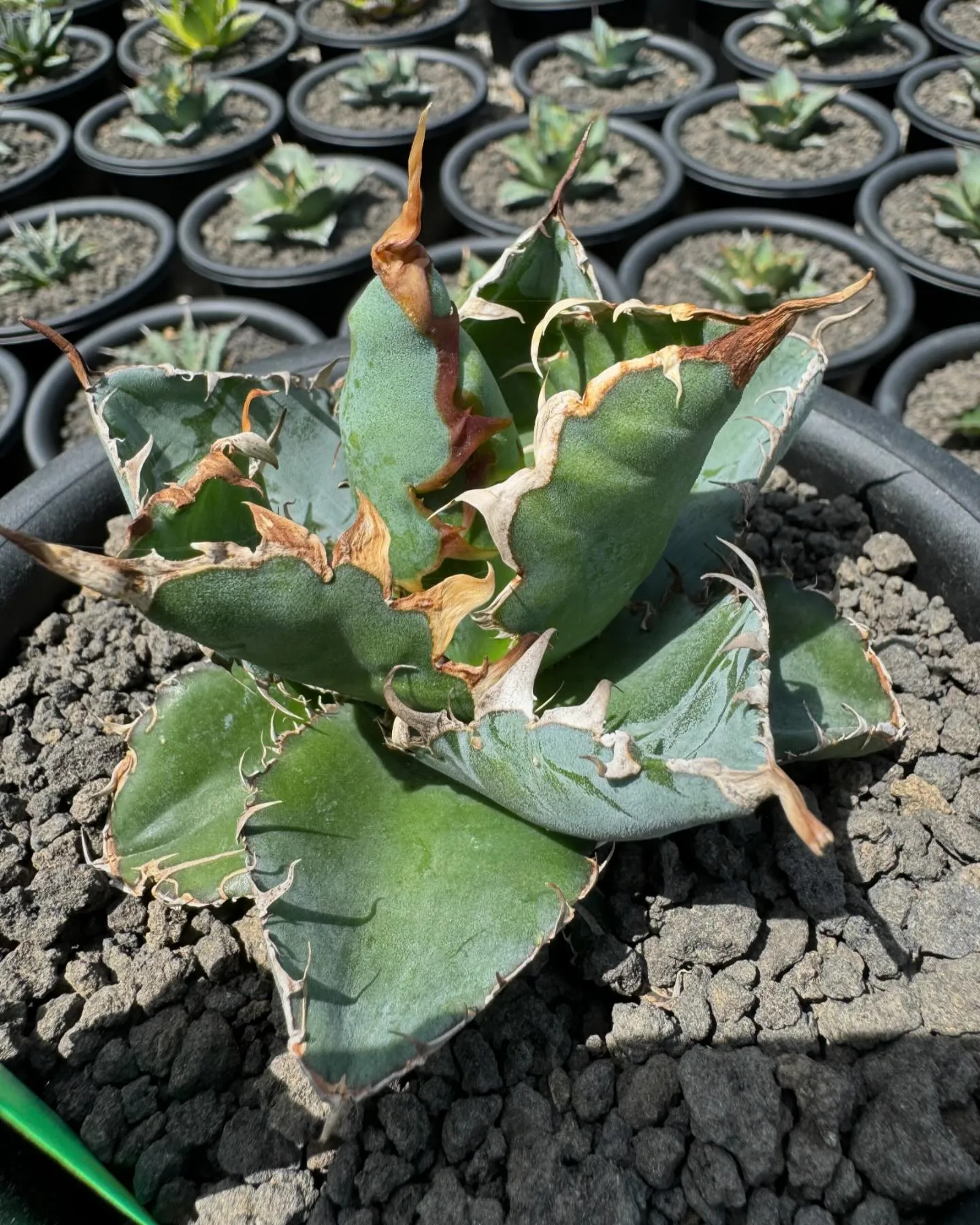 今週も色々と入荷しております。