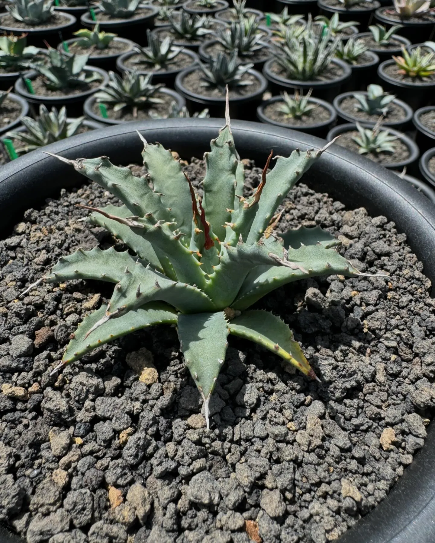 今週も色々と入荷しております。