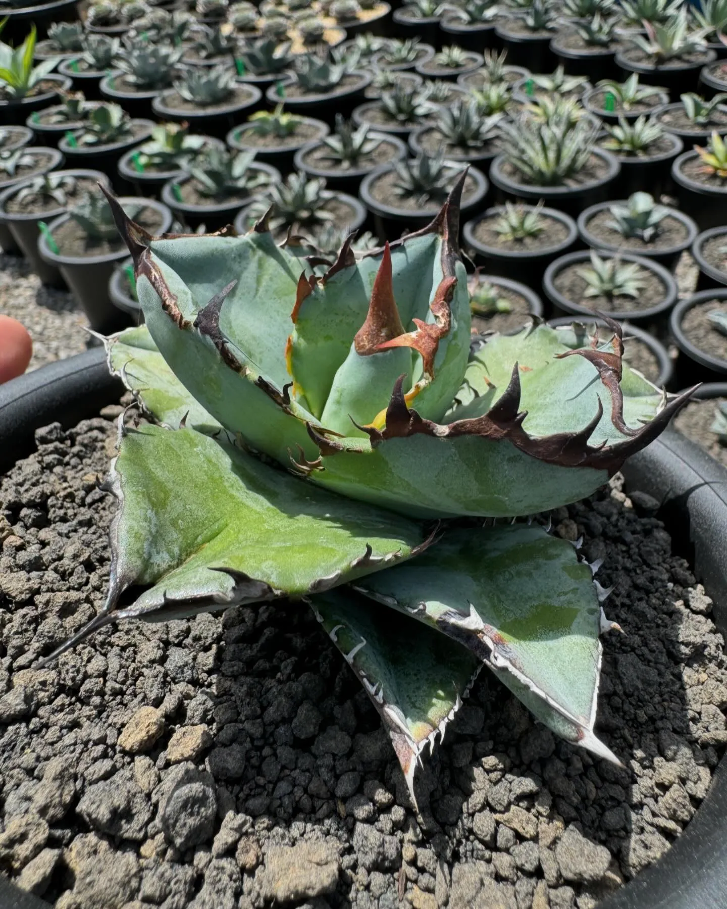 今週も色々と入荷しております。