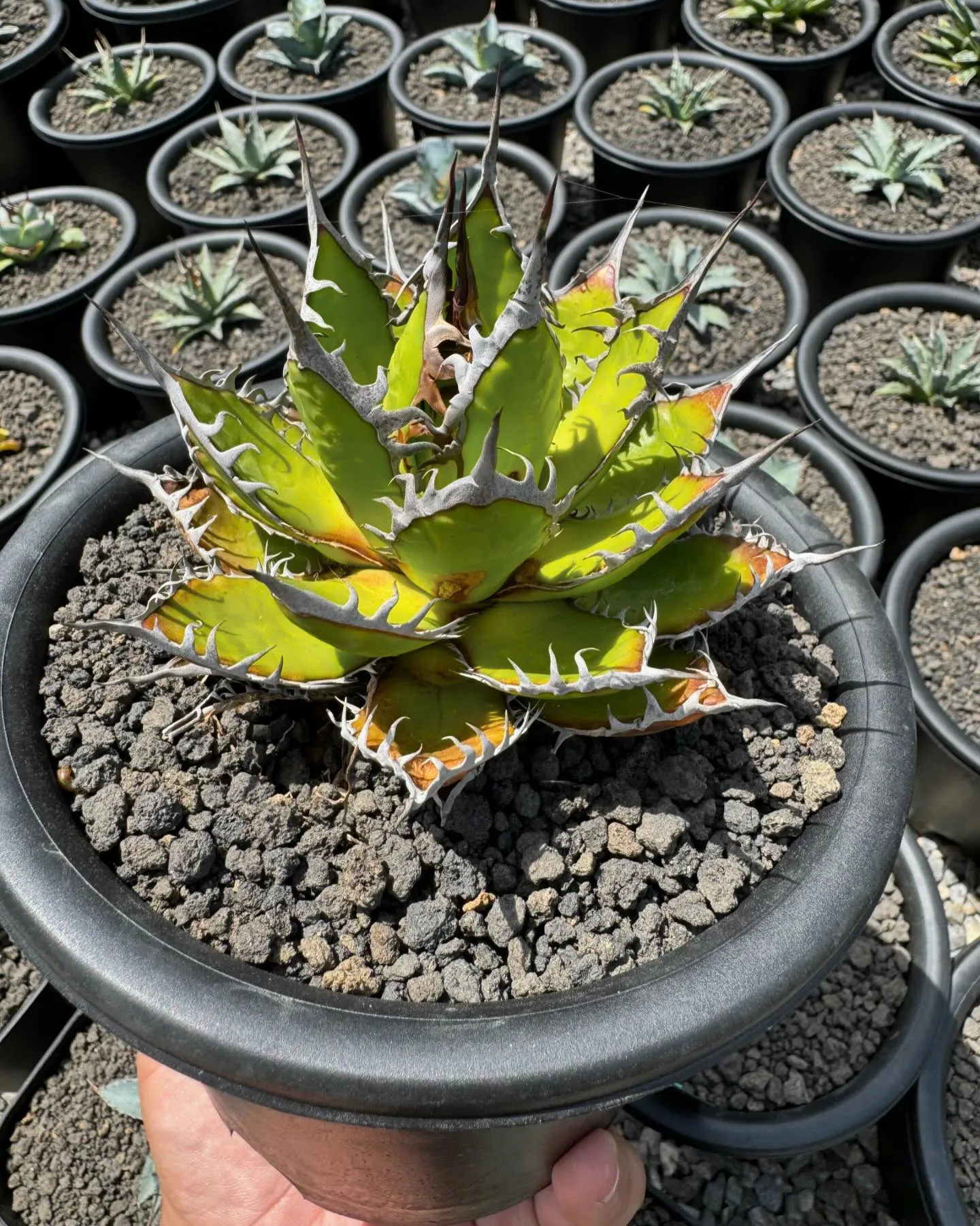 今週も色々と入荷しております。