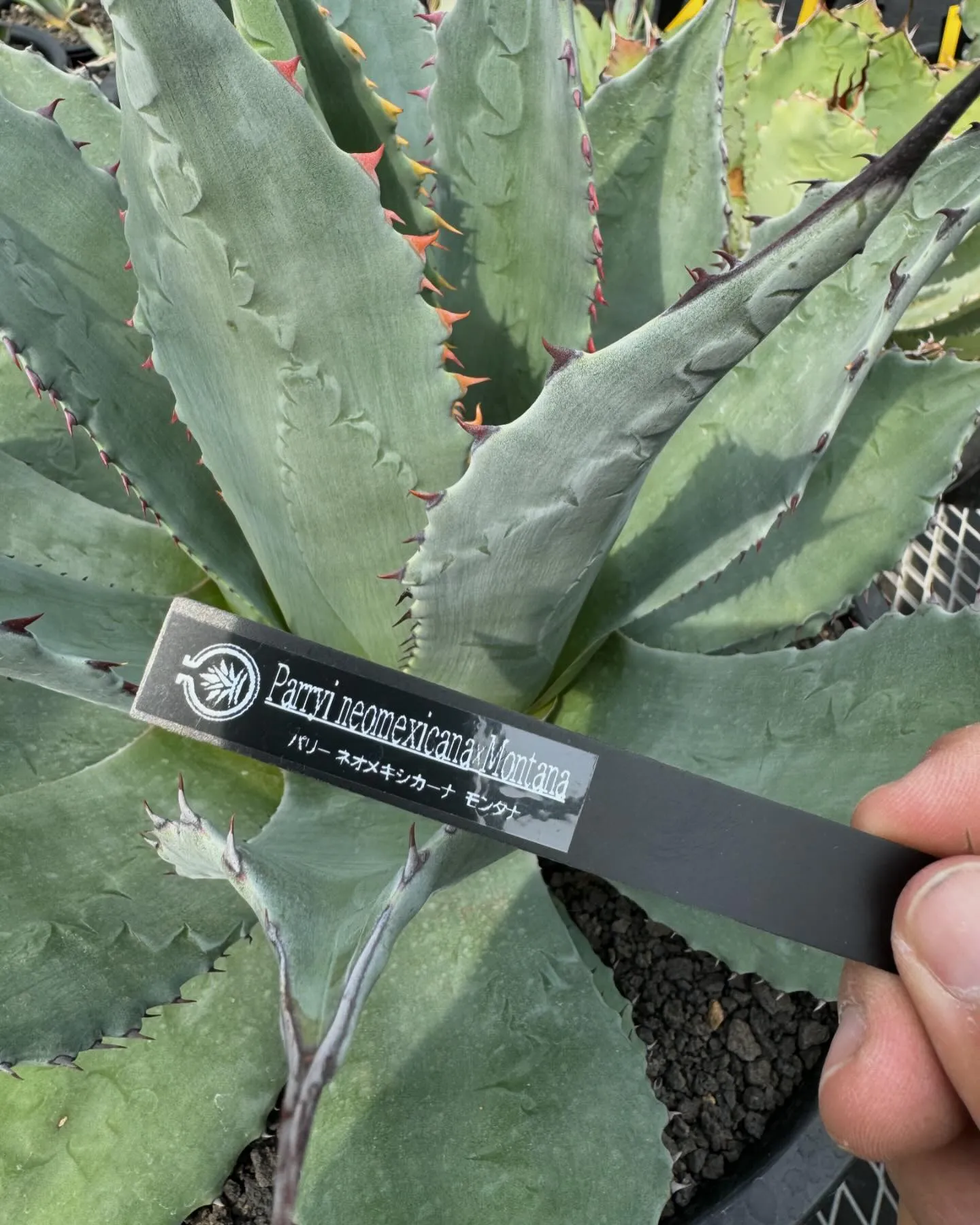 今週はハイブリッドも入荷しております。