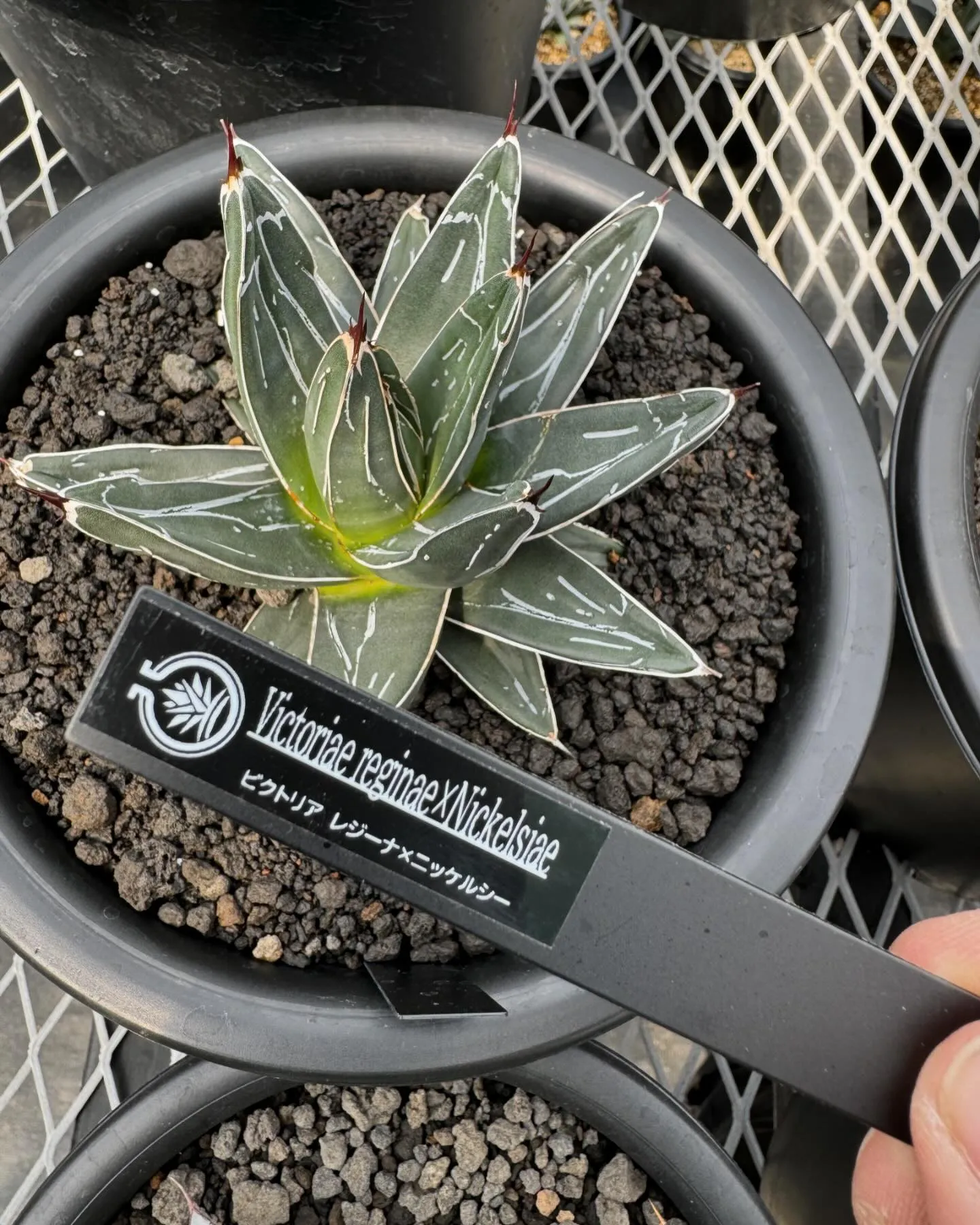 今週はハイブリッドも入荷しております。