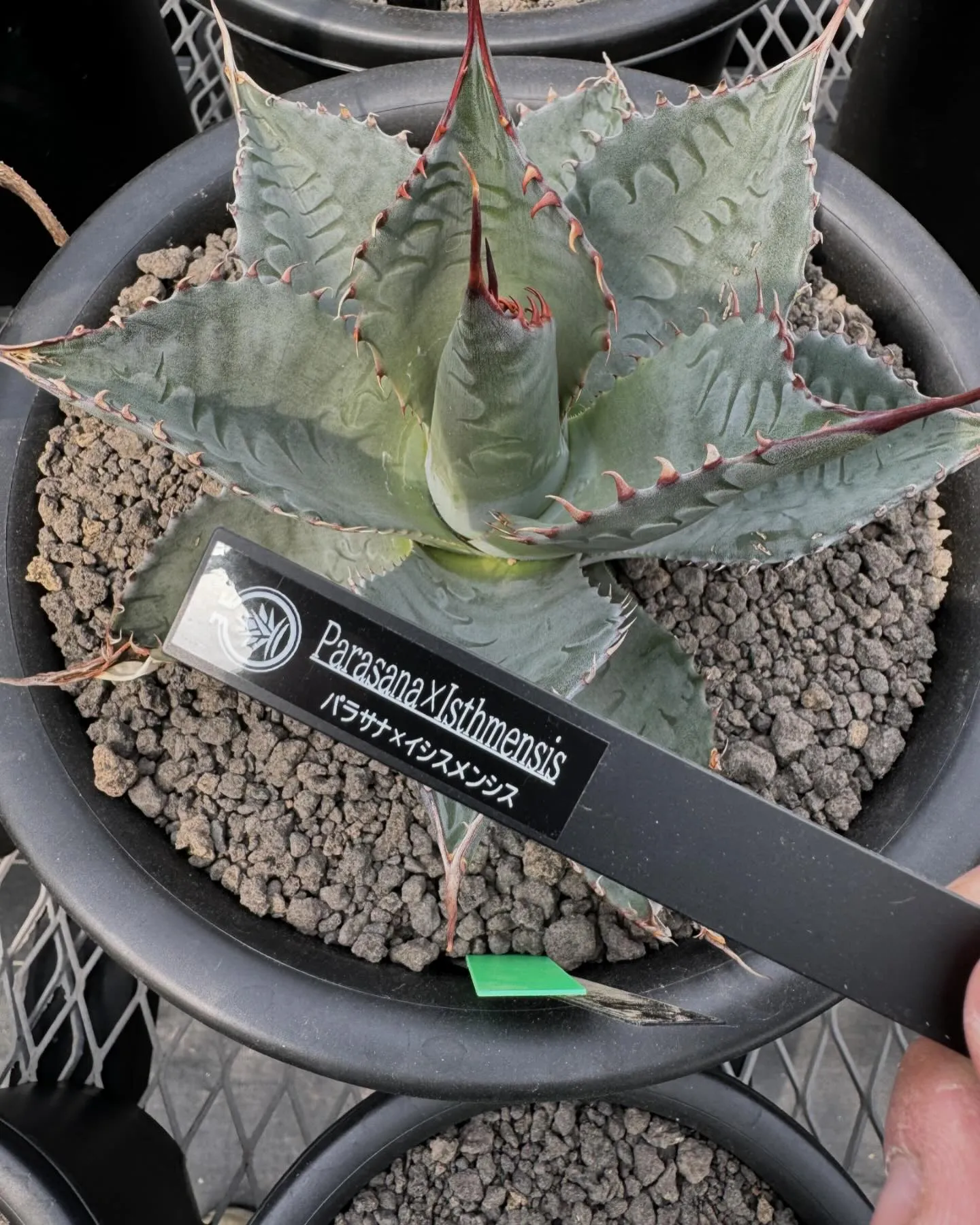 今週はハイブリッドも入荷しております。