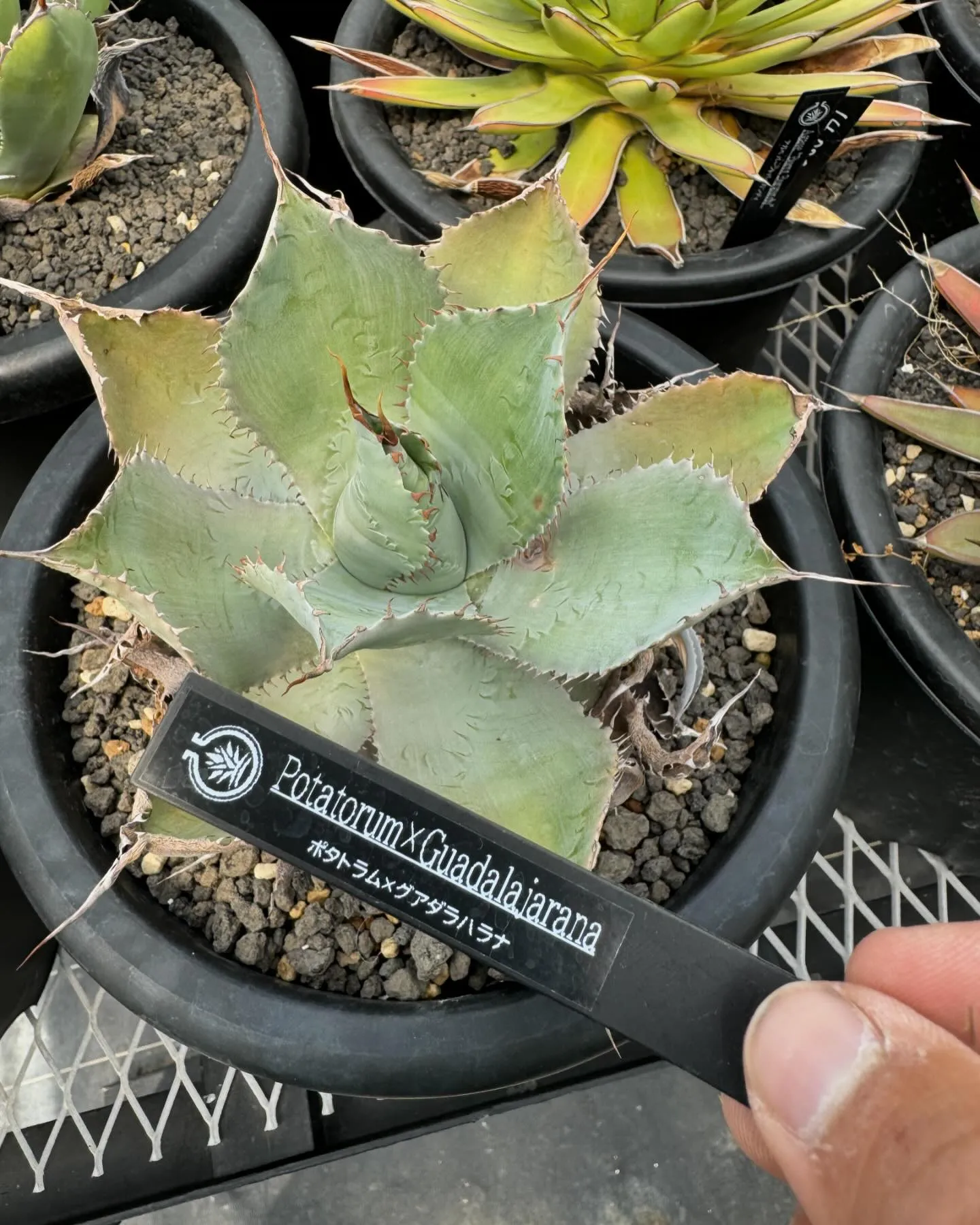 今週はハイブリッドも入荷しております。