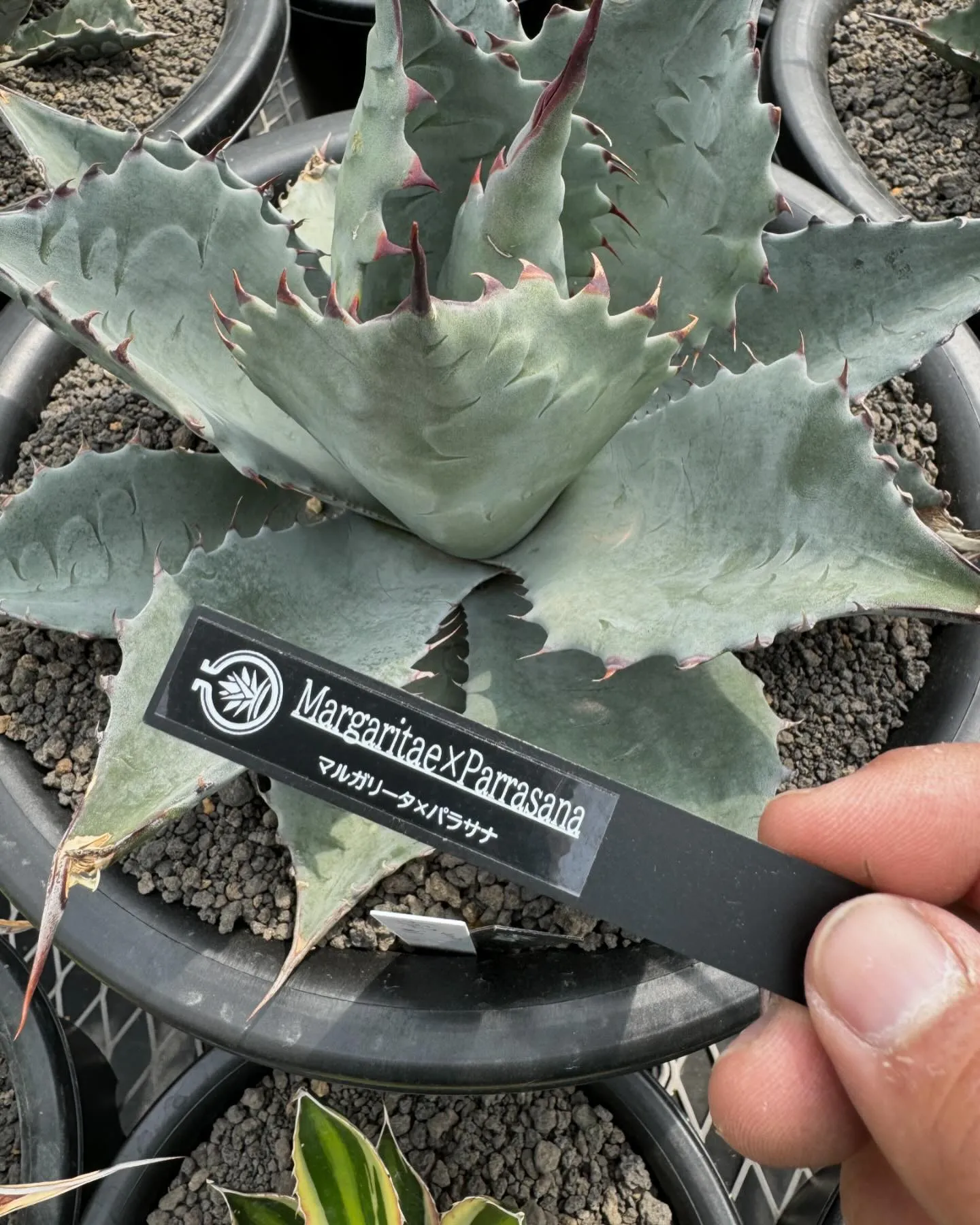 今週はハイブリッドも入荷しております。