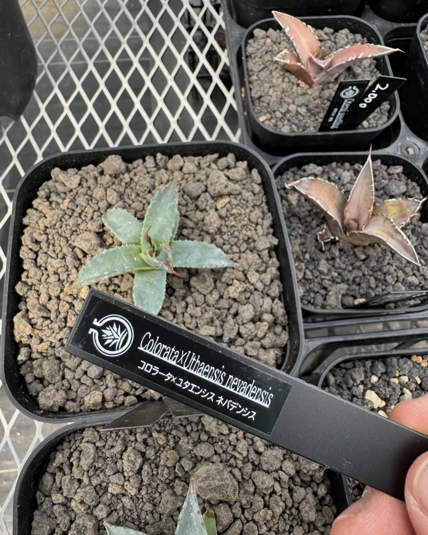 今週はハイブリッドも入荷しております。