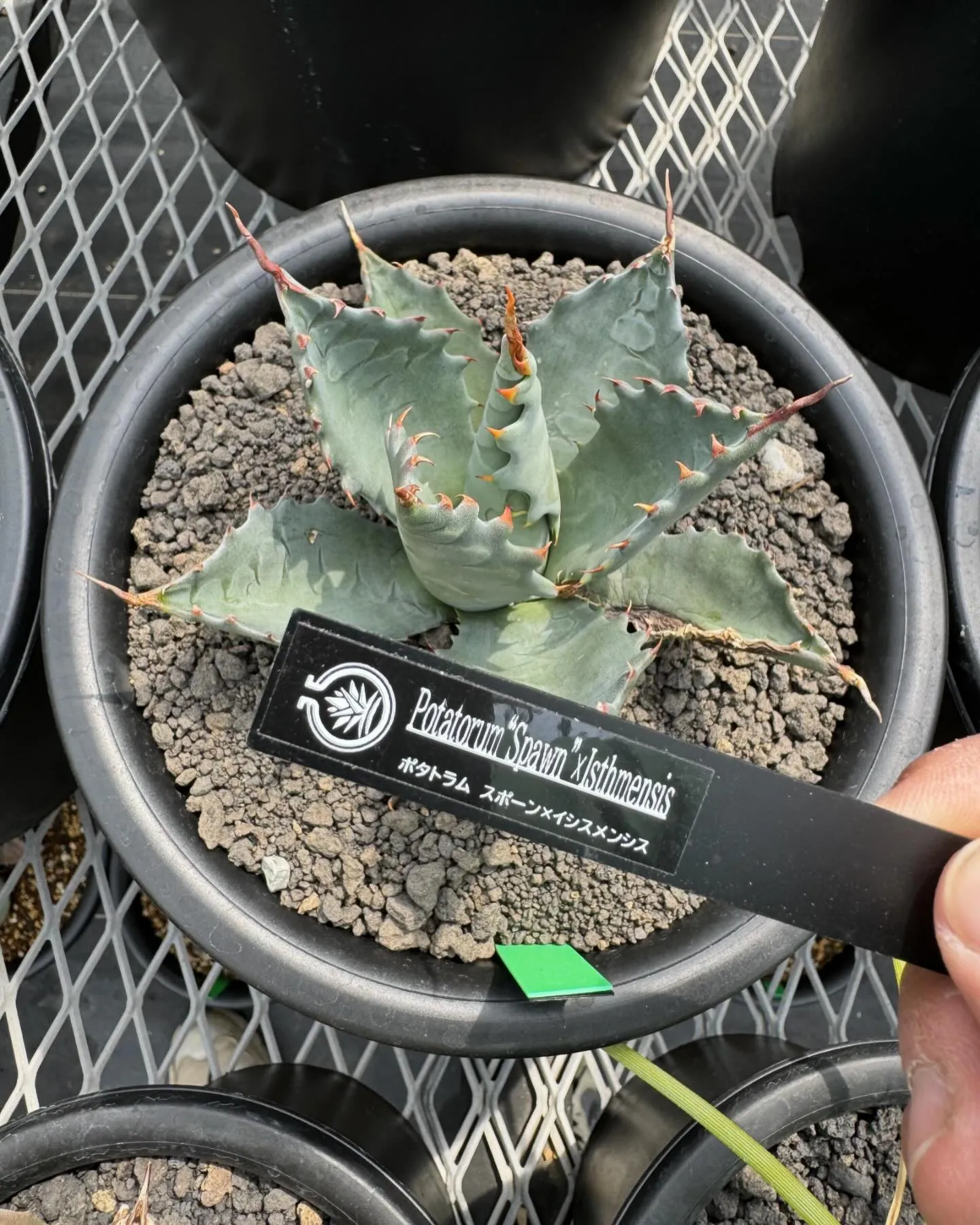 今週はハイブリッドも入荷しております。