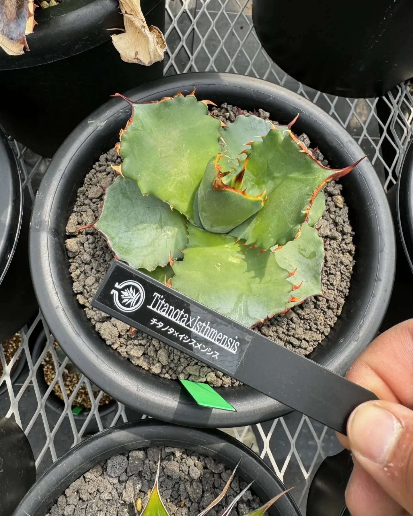 今週はハイブリッドも入荷しております。