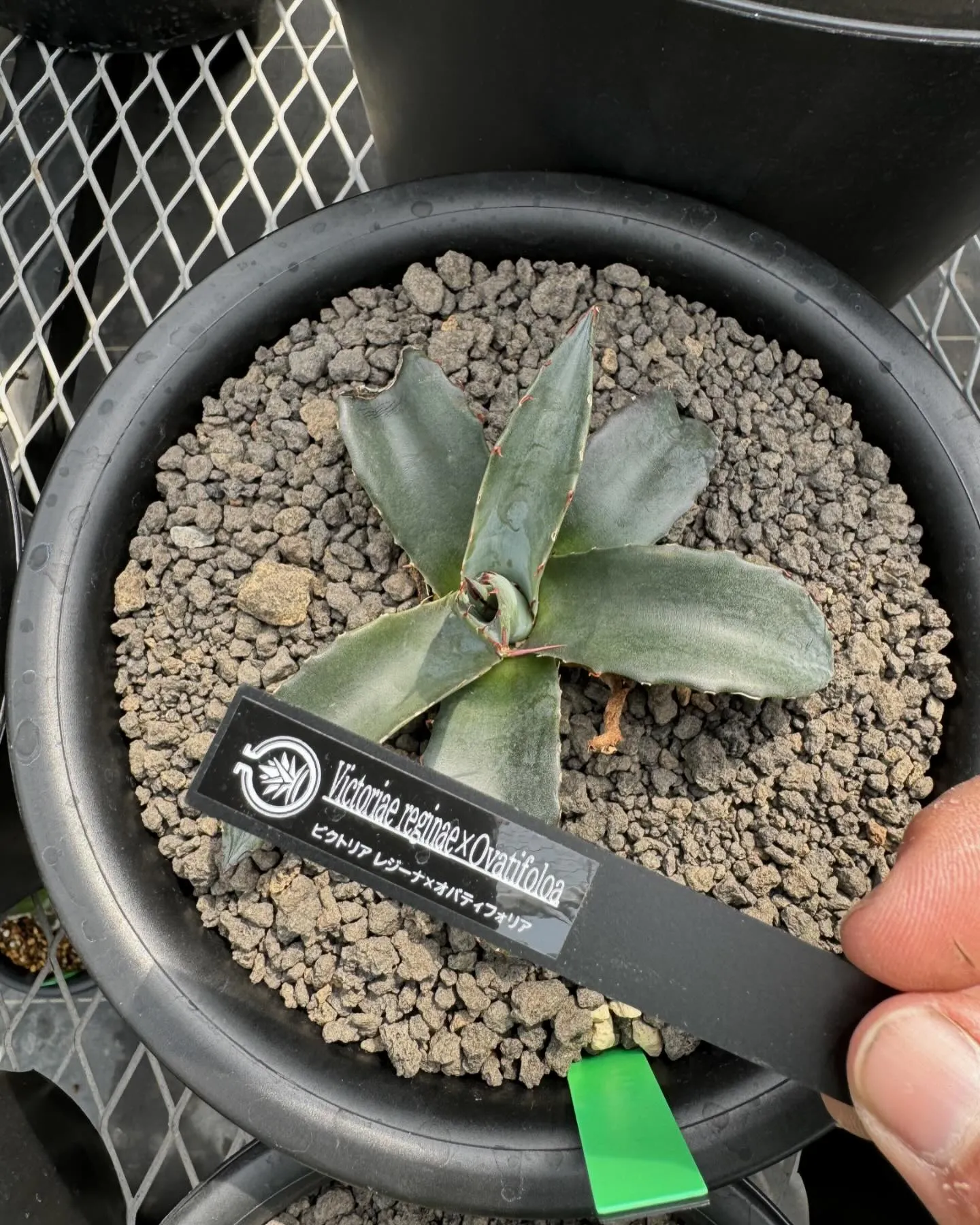 今週はハイブリッドも入荷しております。