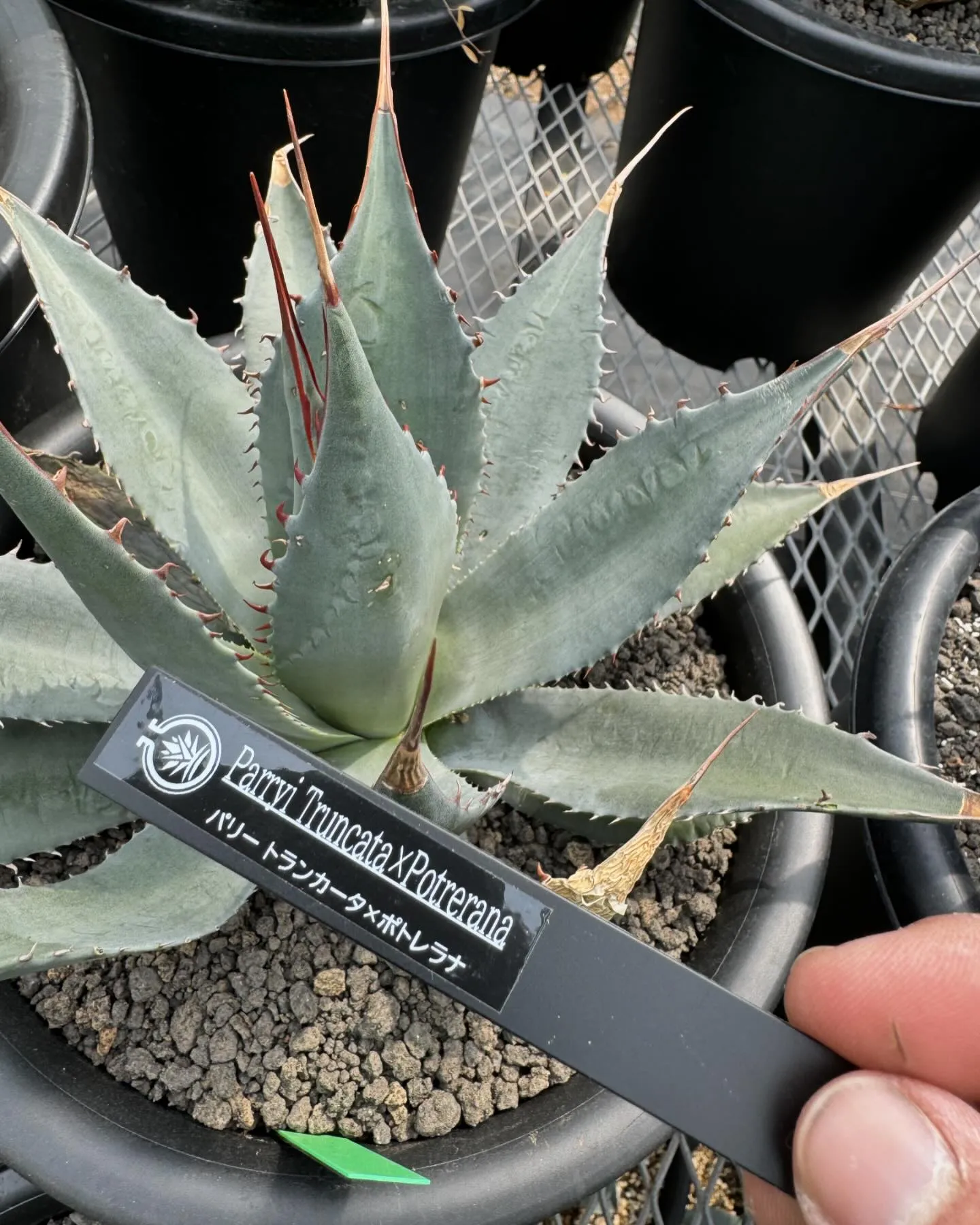 今週はハイブリッドも入荷しております。