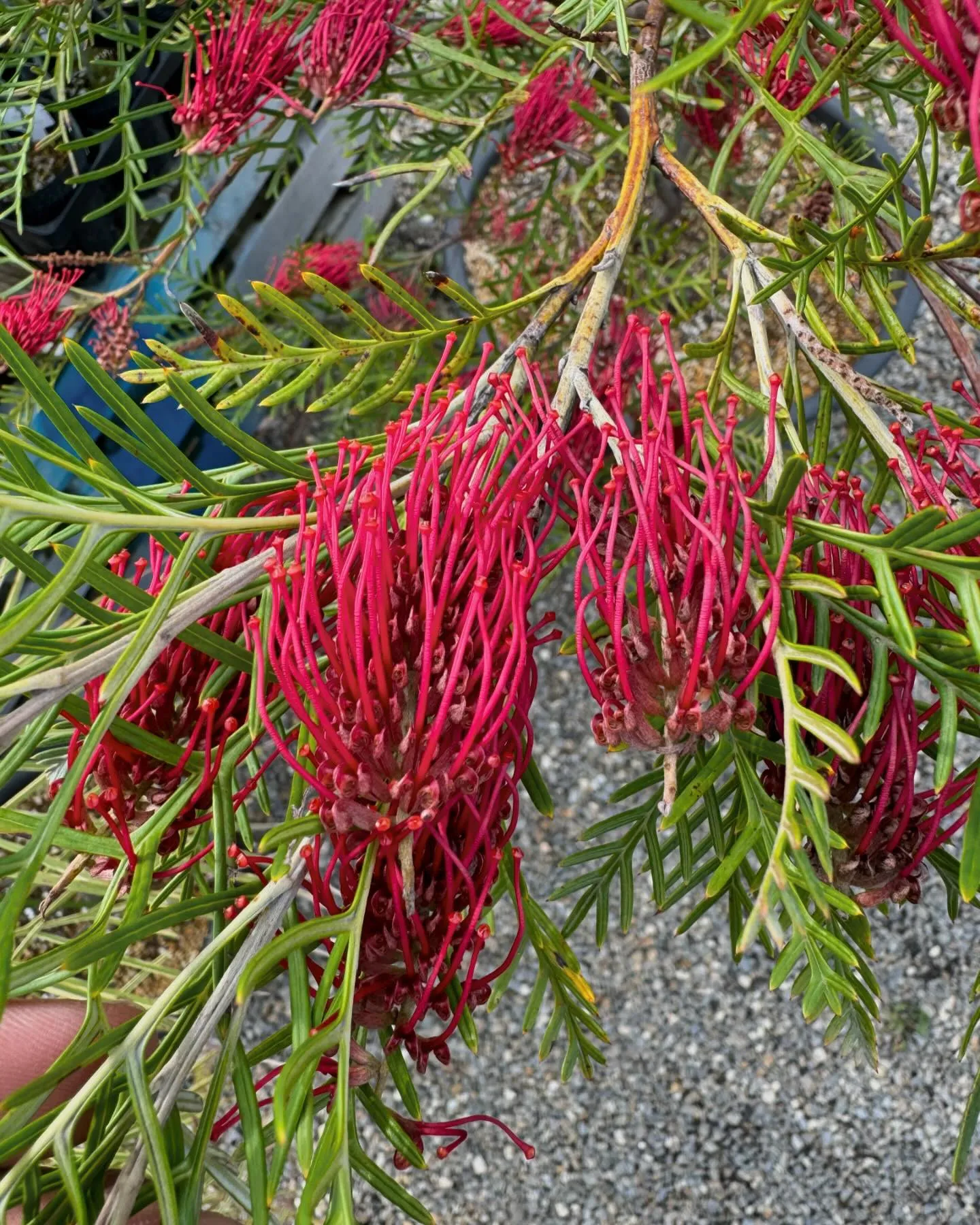 オージープランツもグレビレアを中心に花が満開になってきました...