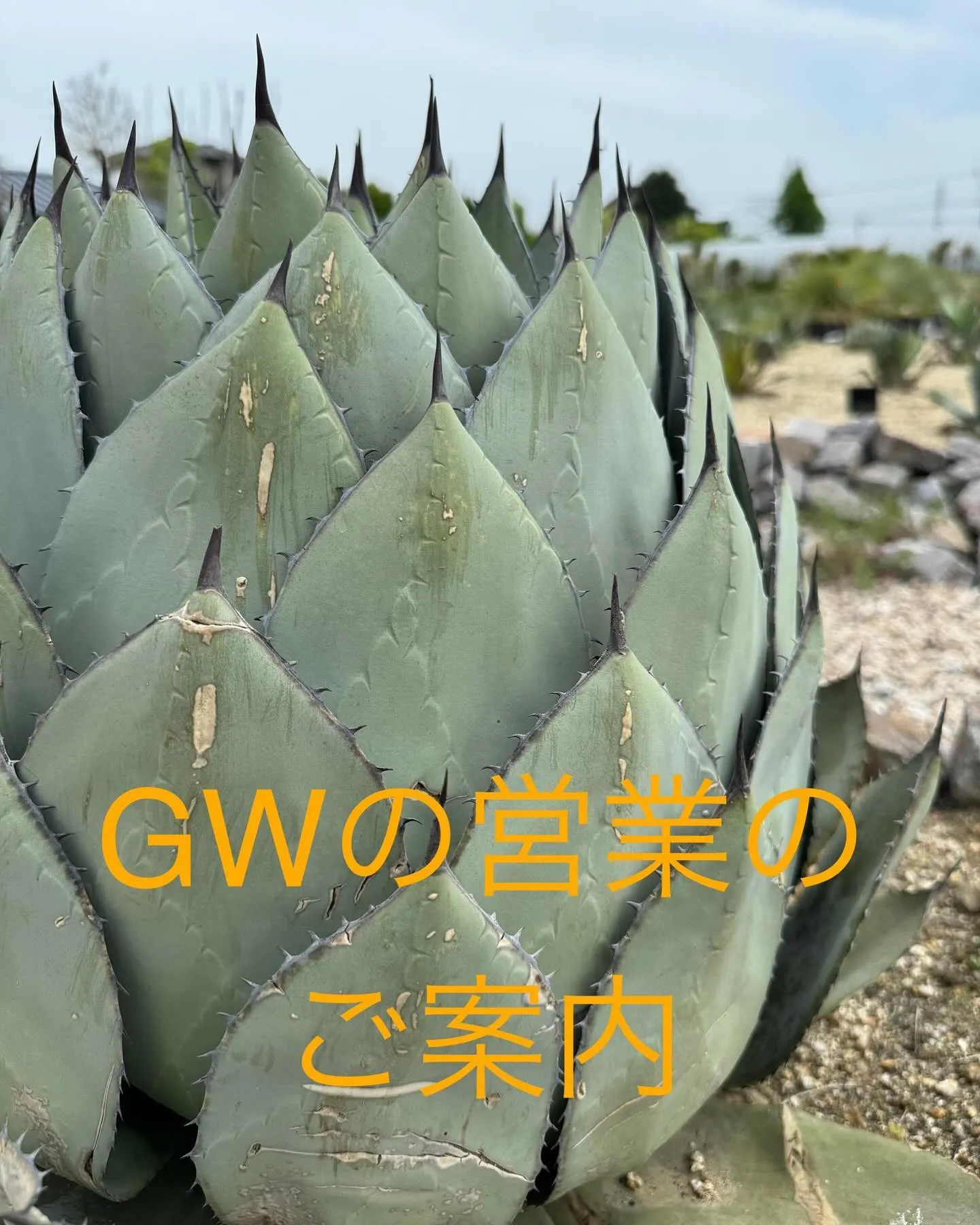 明日からの営業は通常通り、GW中は追加で金曜日も営業します。