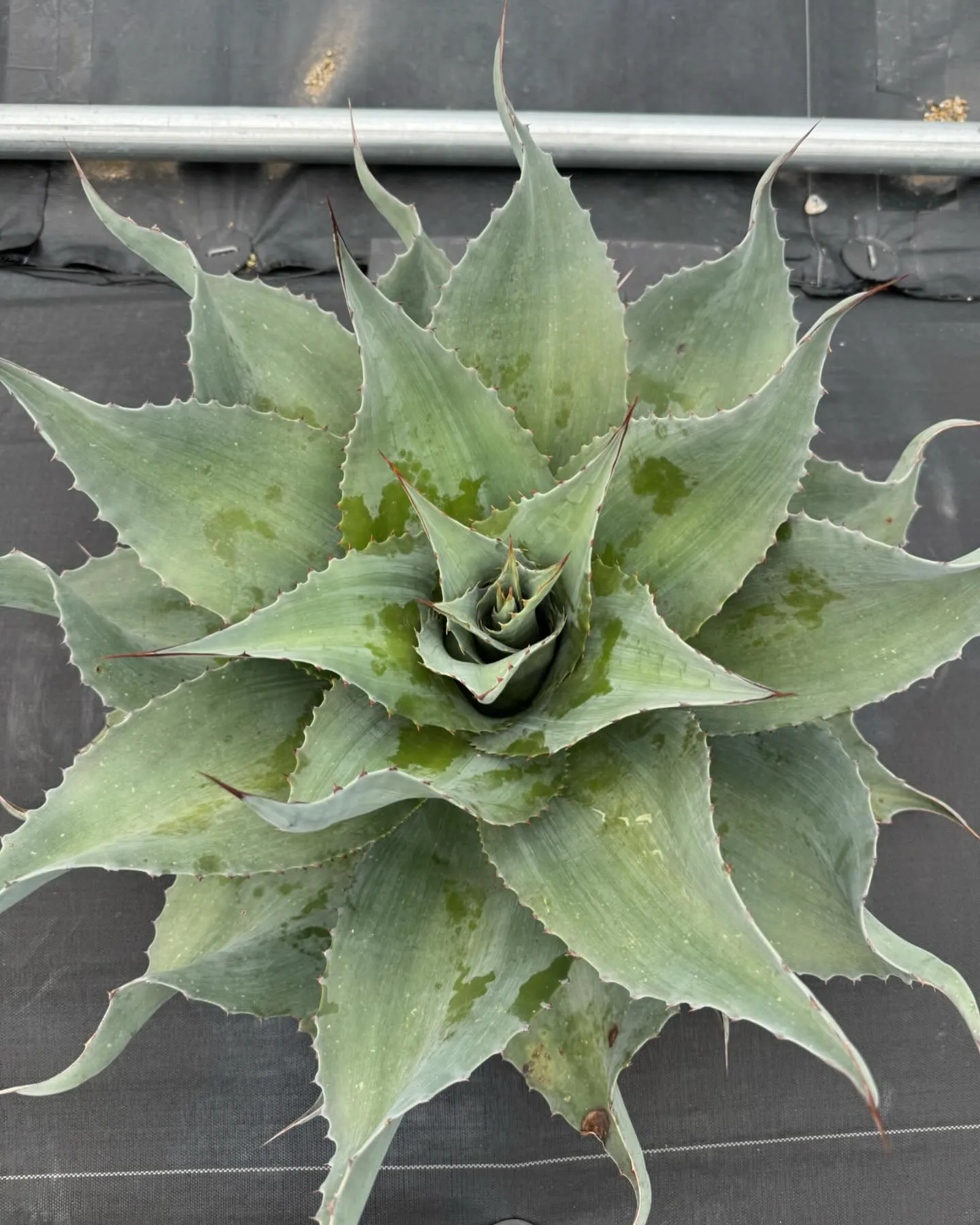 ドライガーデンには欠かせないオバティフォリア。