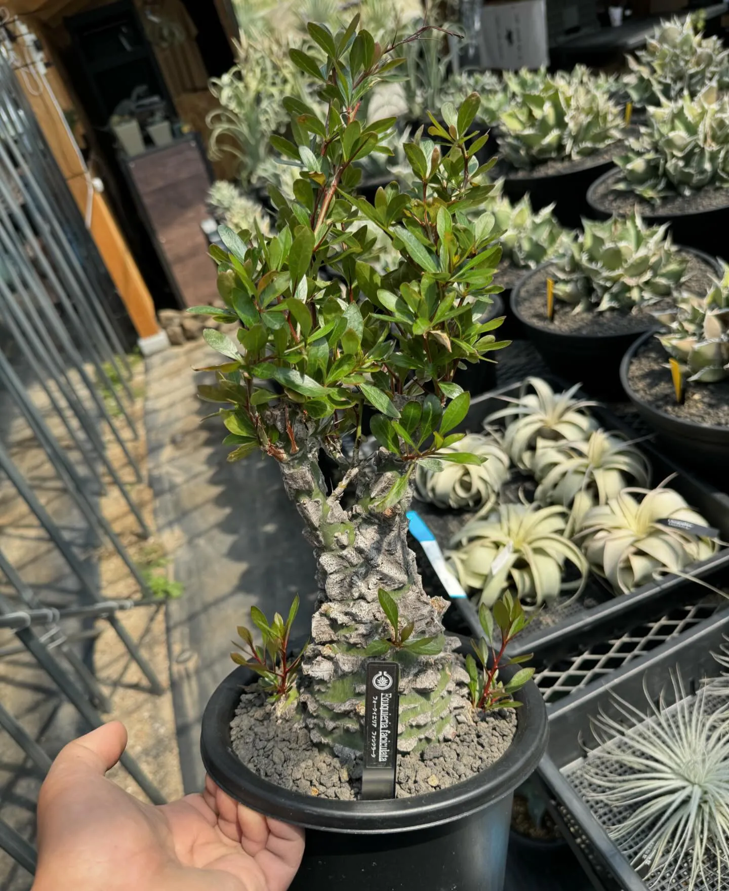 お気に入りの一株。