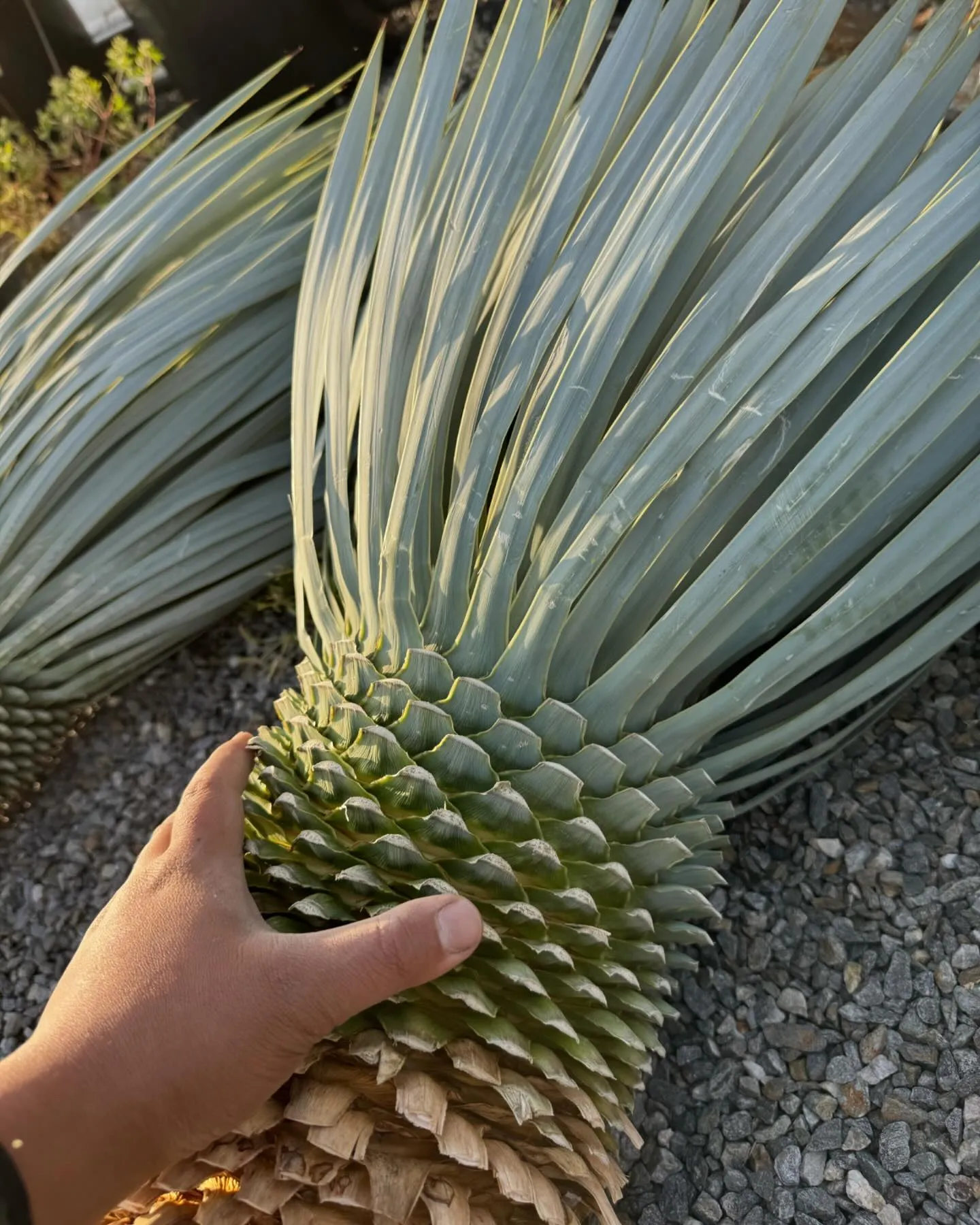 Yucca “mar de nubes “