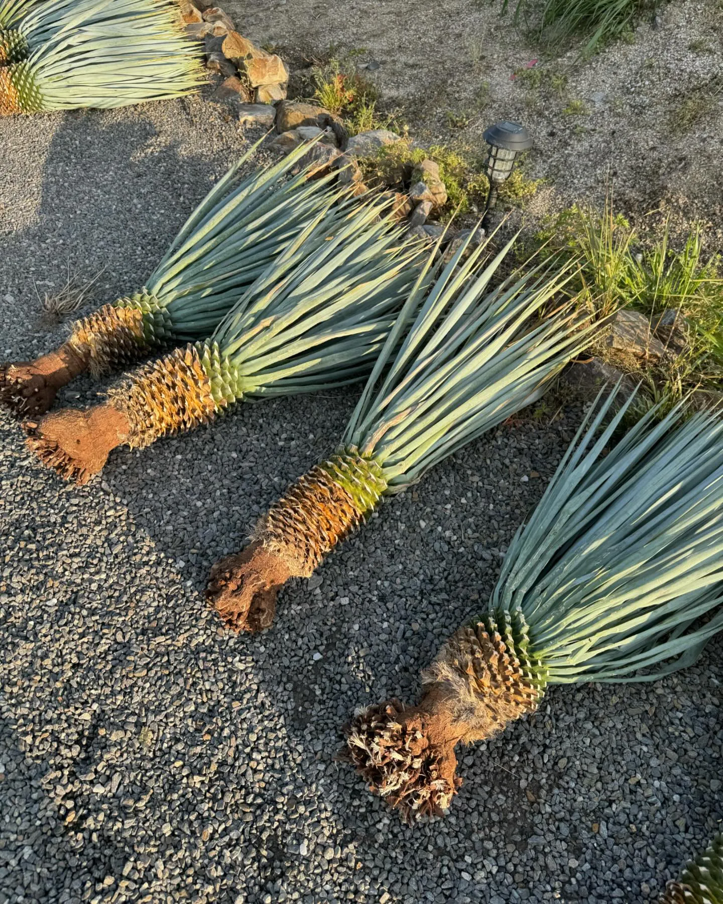 Yucca “mar de nubes “