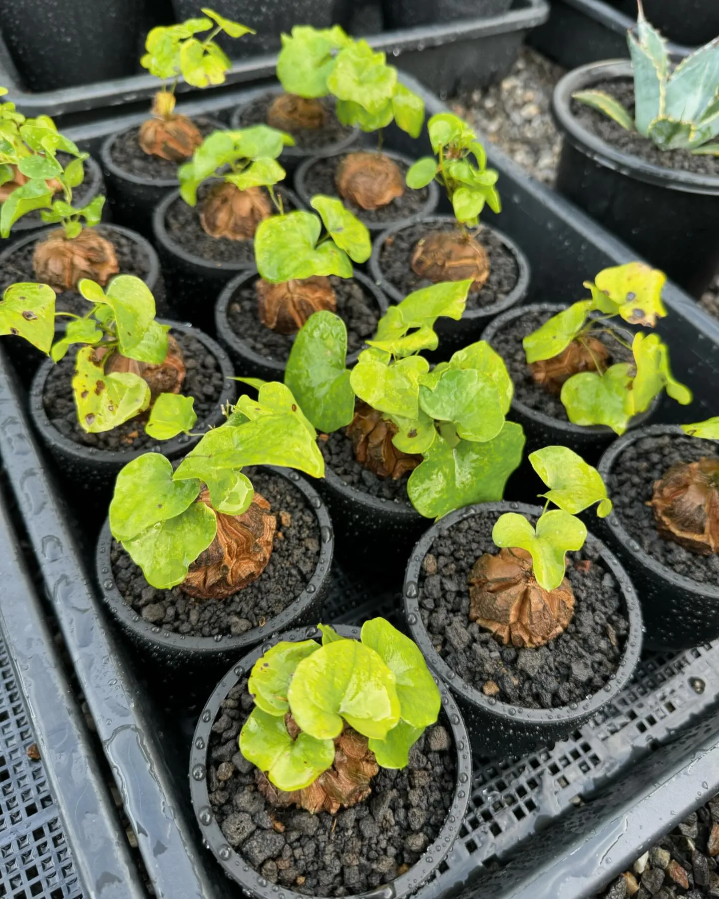 良いサイズ、良型の亀甲竜も入荷しております。