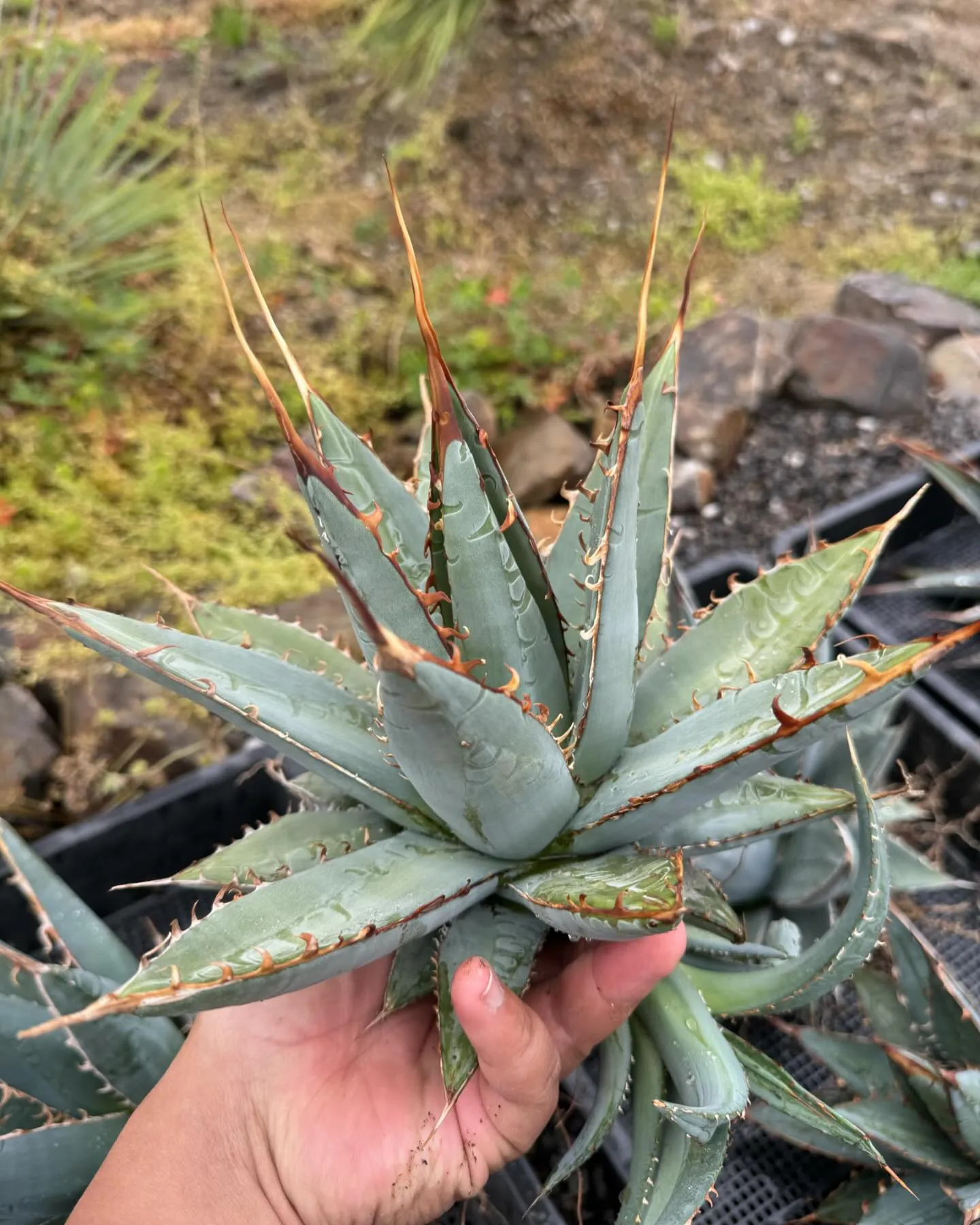 最近個人的にハマってるパープソラムも色々と入荷です。