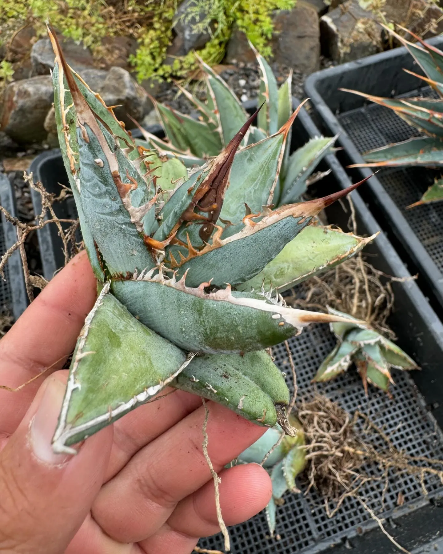 最近個人的にハマってるパープソラムも色々と入荷です。