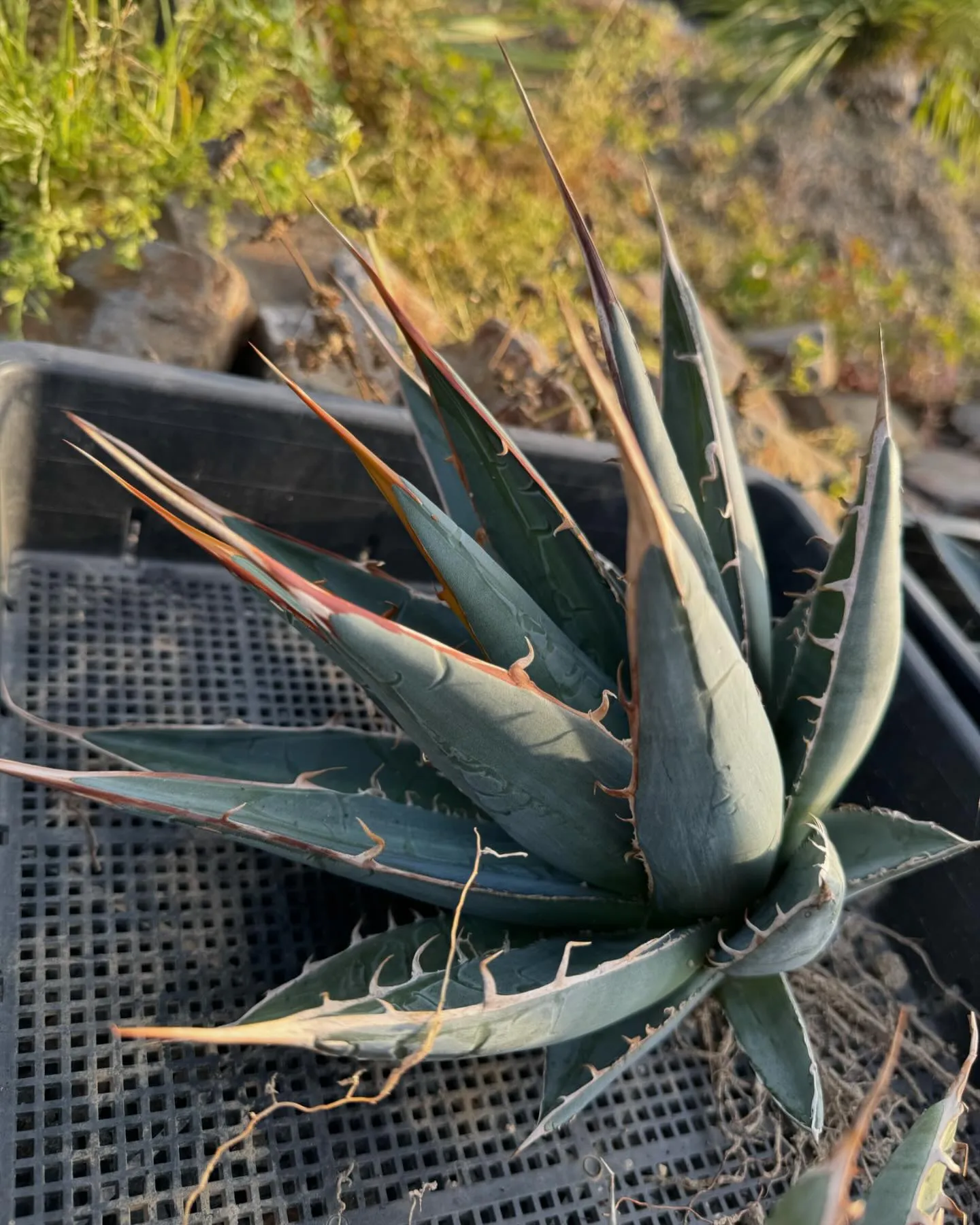 最近個人的にハマってるパープソラムも色々と入荷です。