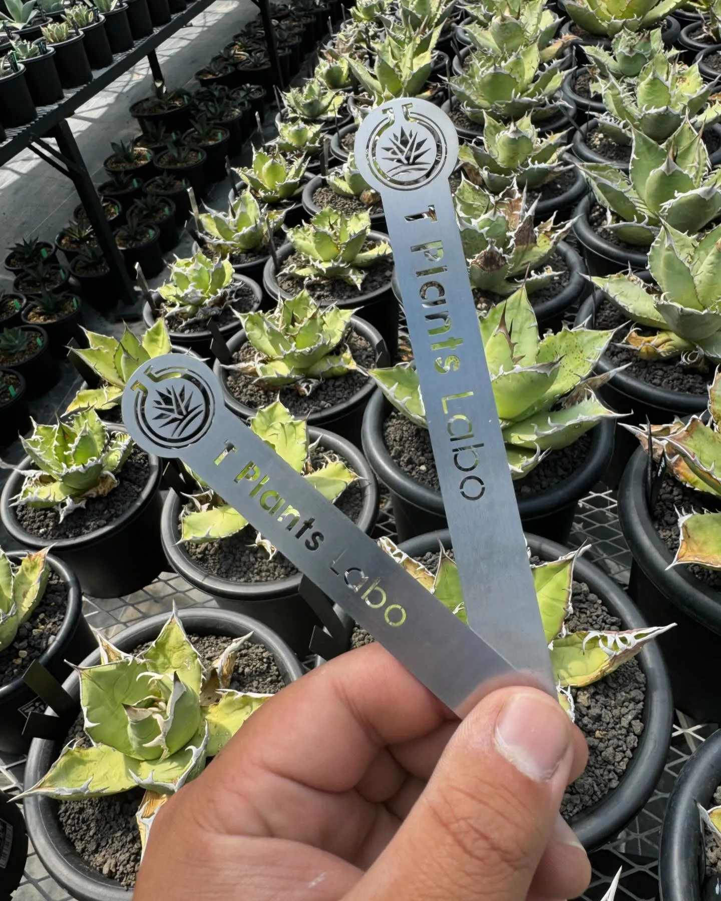 GWの4日間限定で、お問い合わせ沢山頂いていた切り抜きのステ...