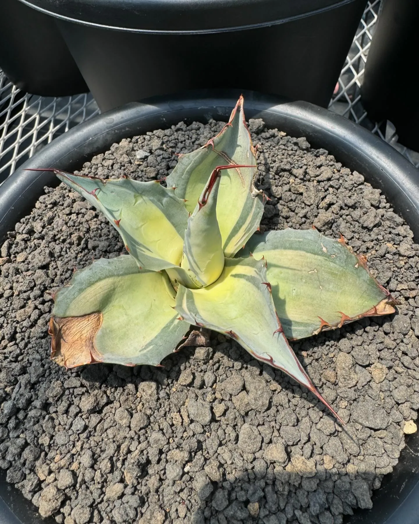 斑入りも色々。