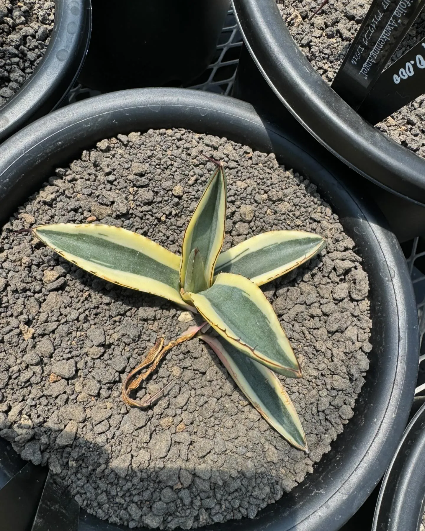 斑入りも色々。