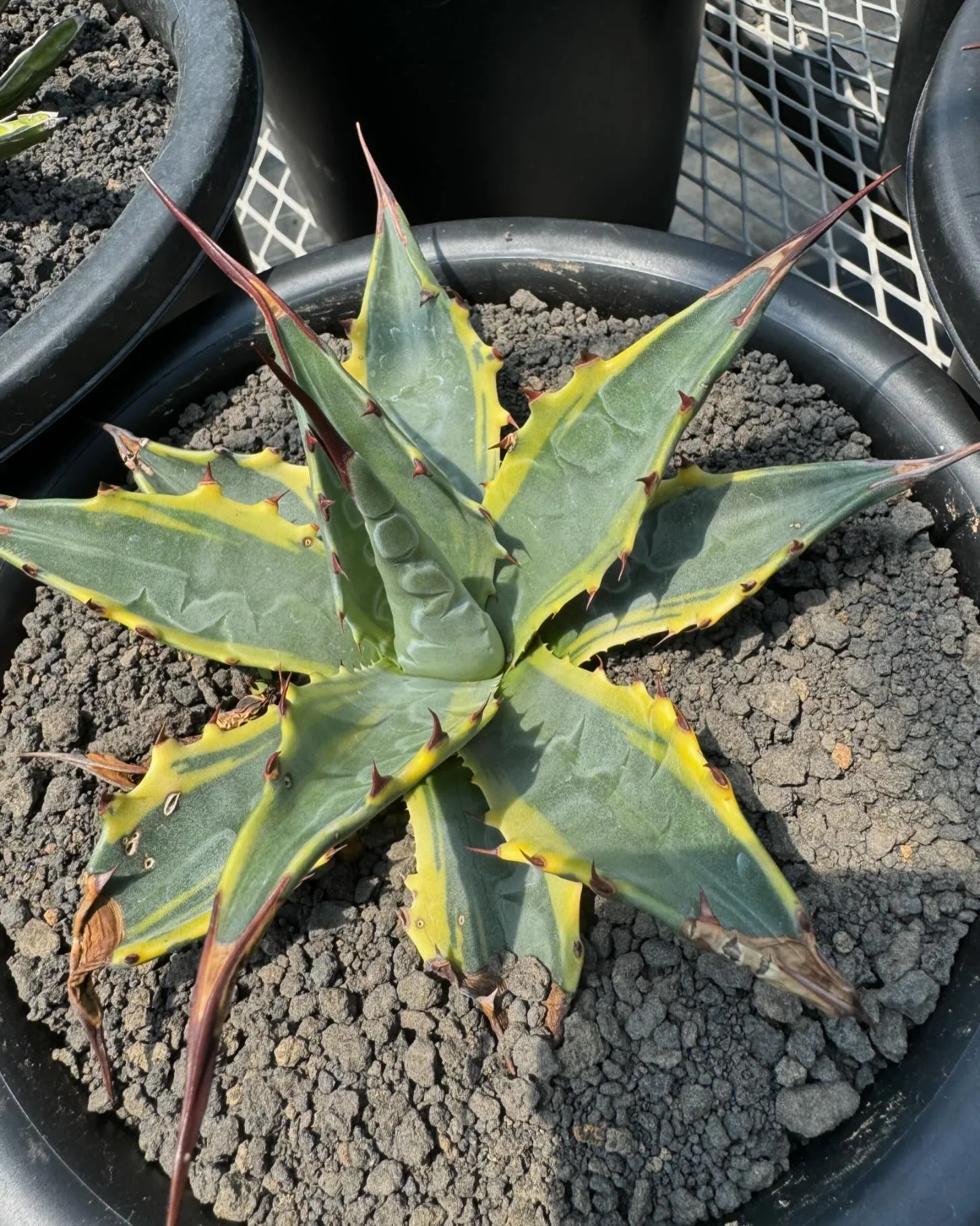 斑入りも色々。