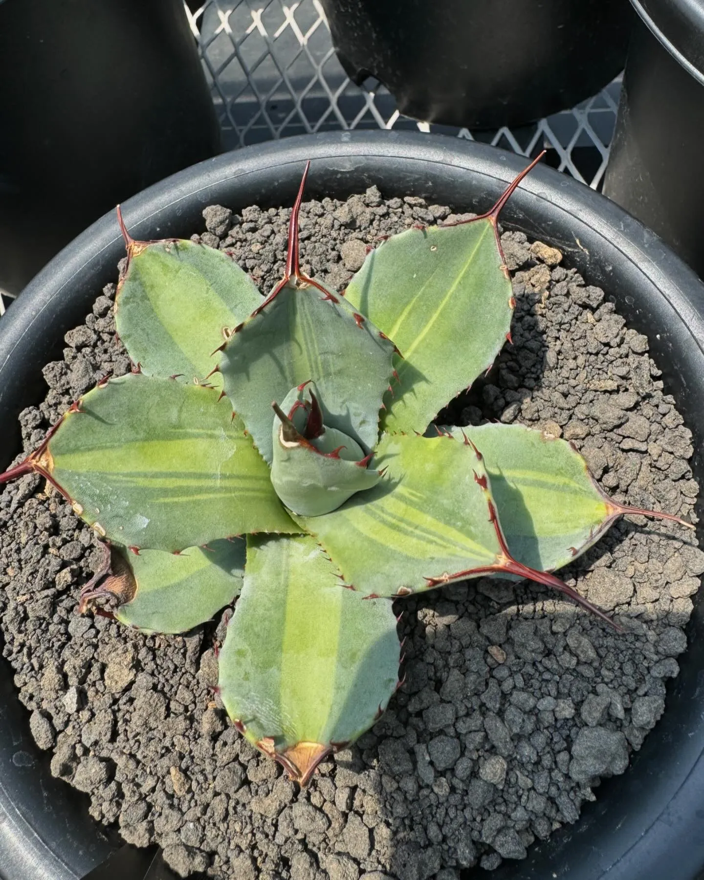 斑入りも色々。