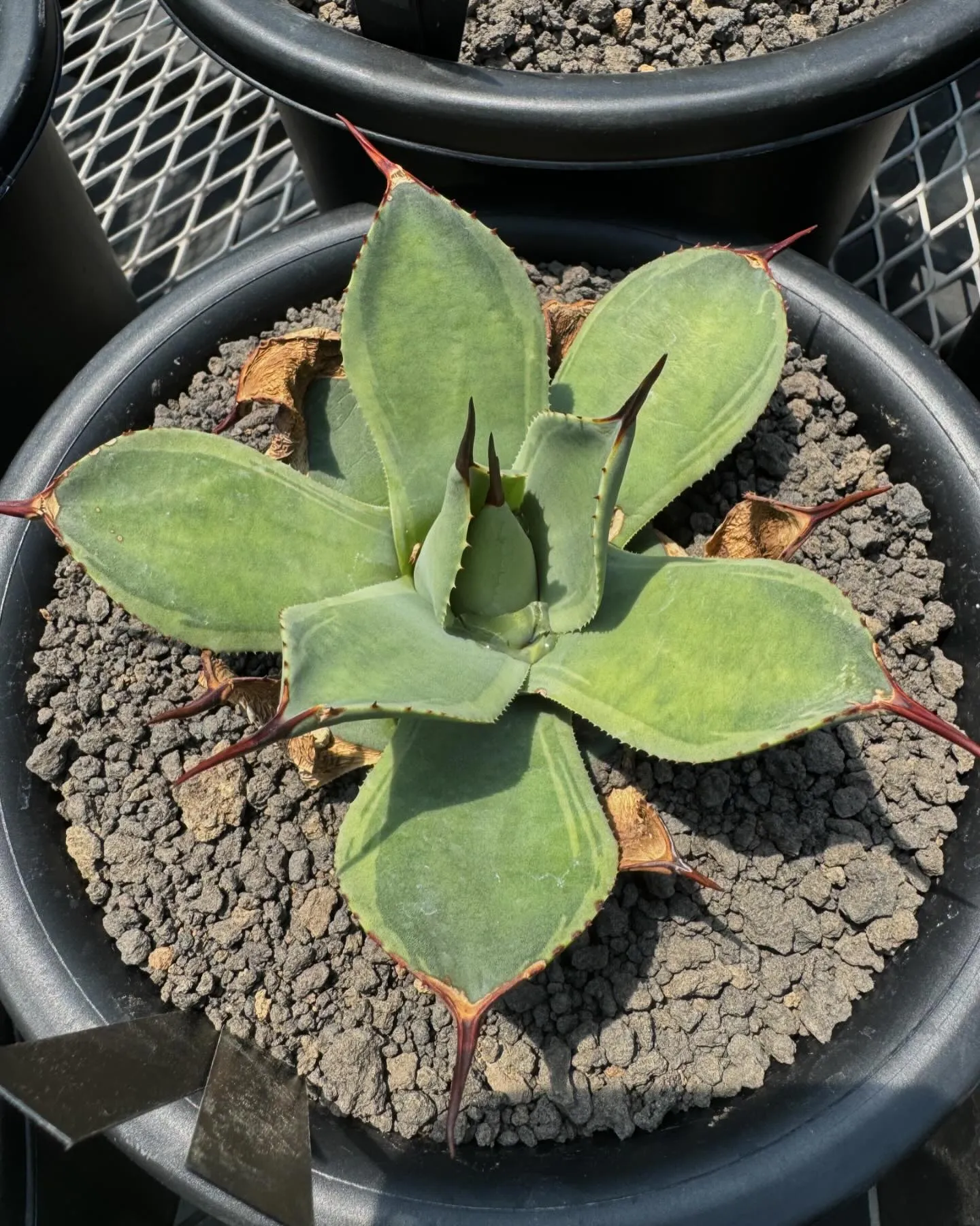 斑入りも色々。