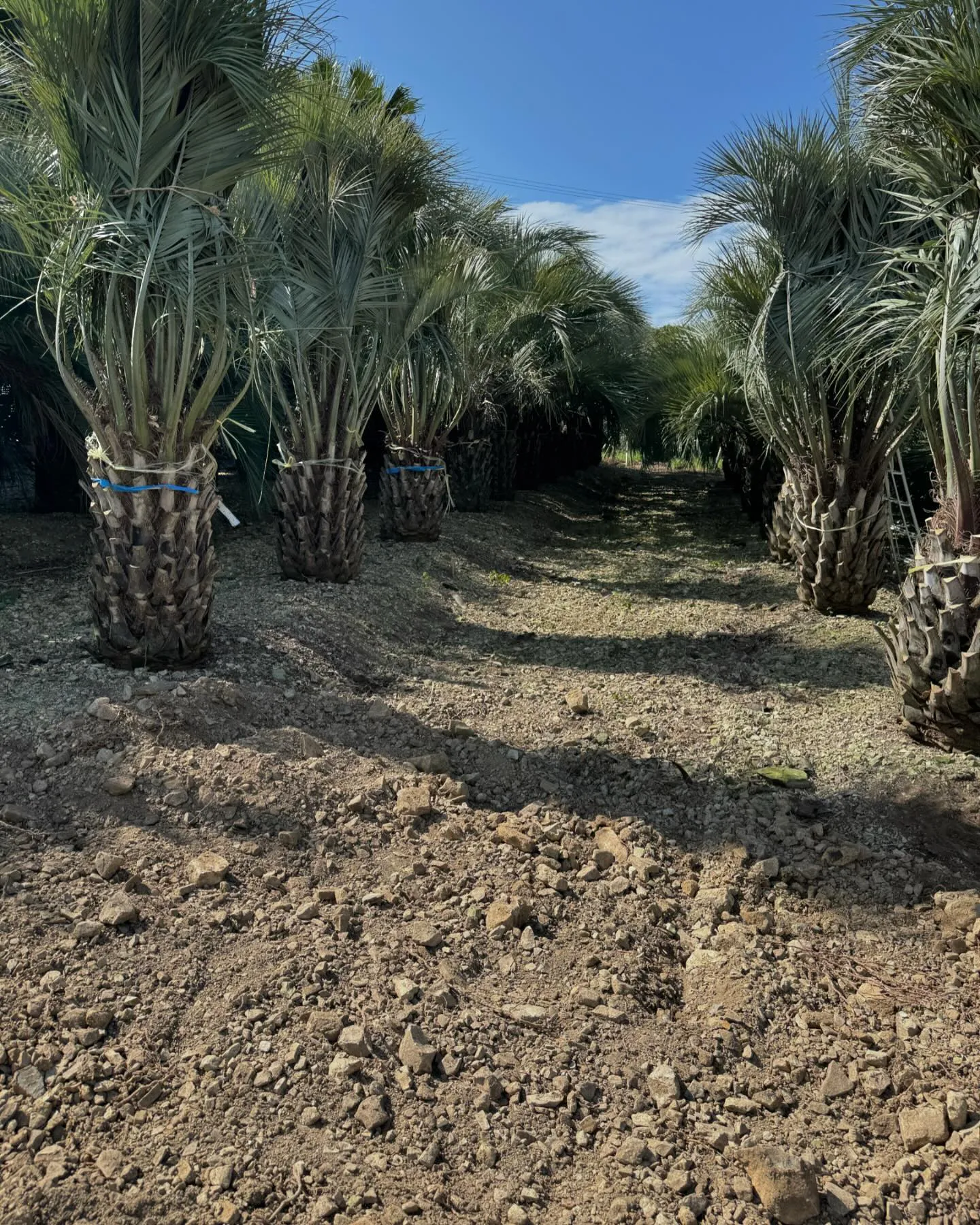 ココスヤシも大量入荷。