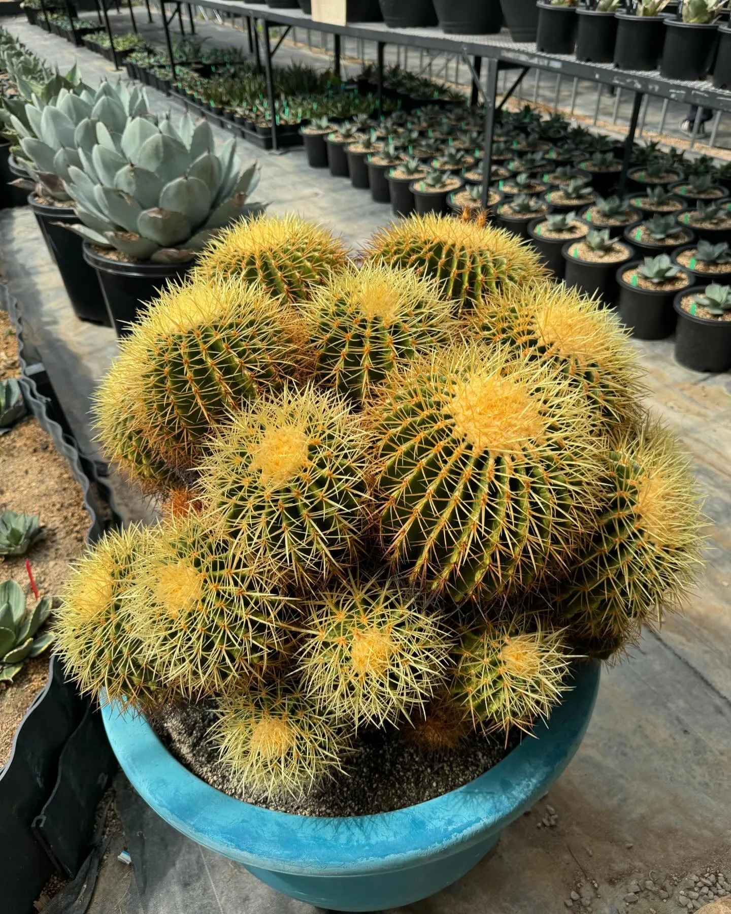 W80センチオーバーの金鯱の群生も一株入荷しております。