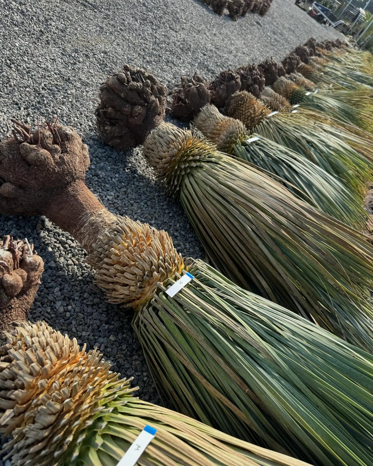 今週はロストとオージープランツが入荷です。