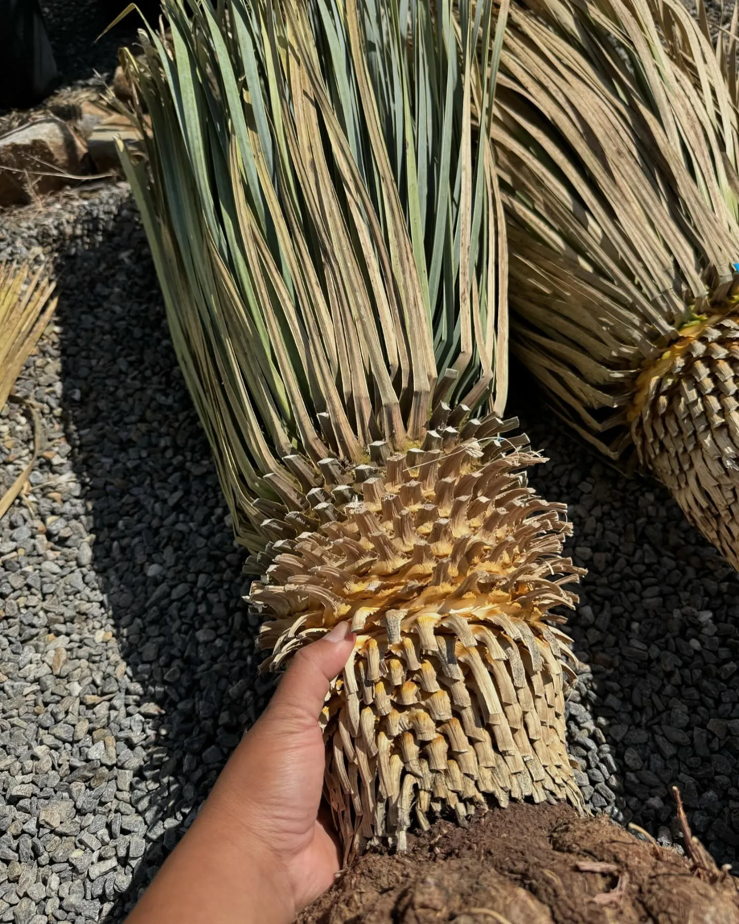 今週はタイよりロストラータが入荷。