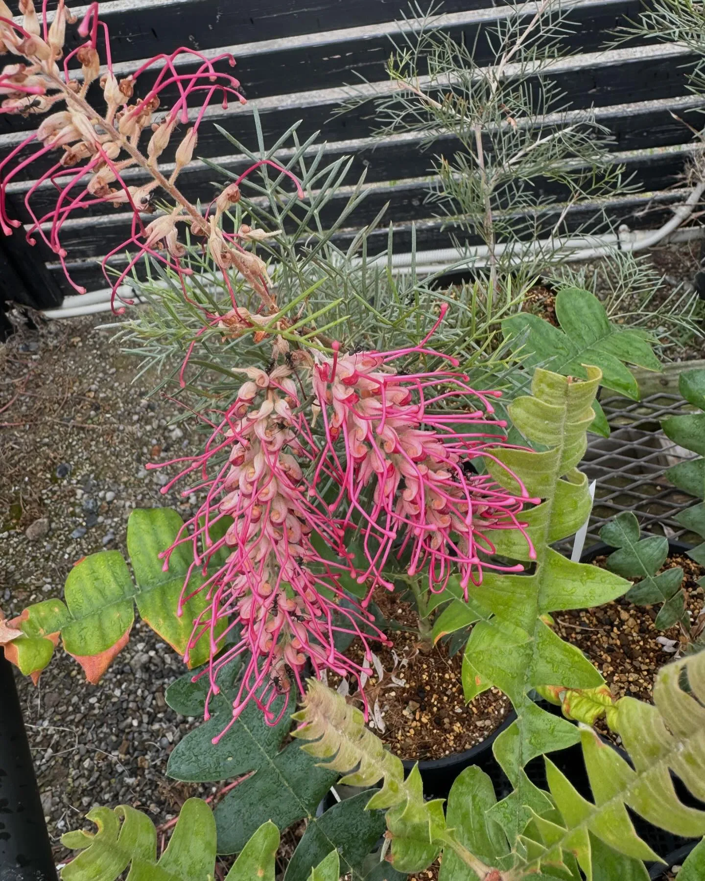 オージープランツが色々と入荷しております。