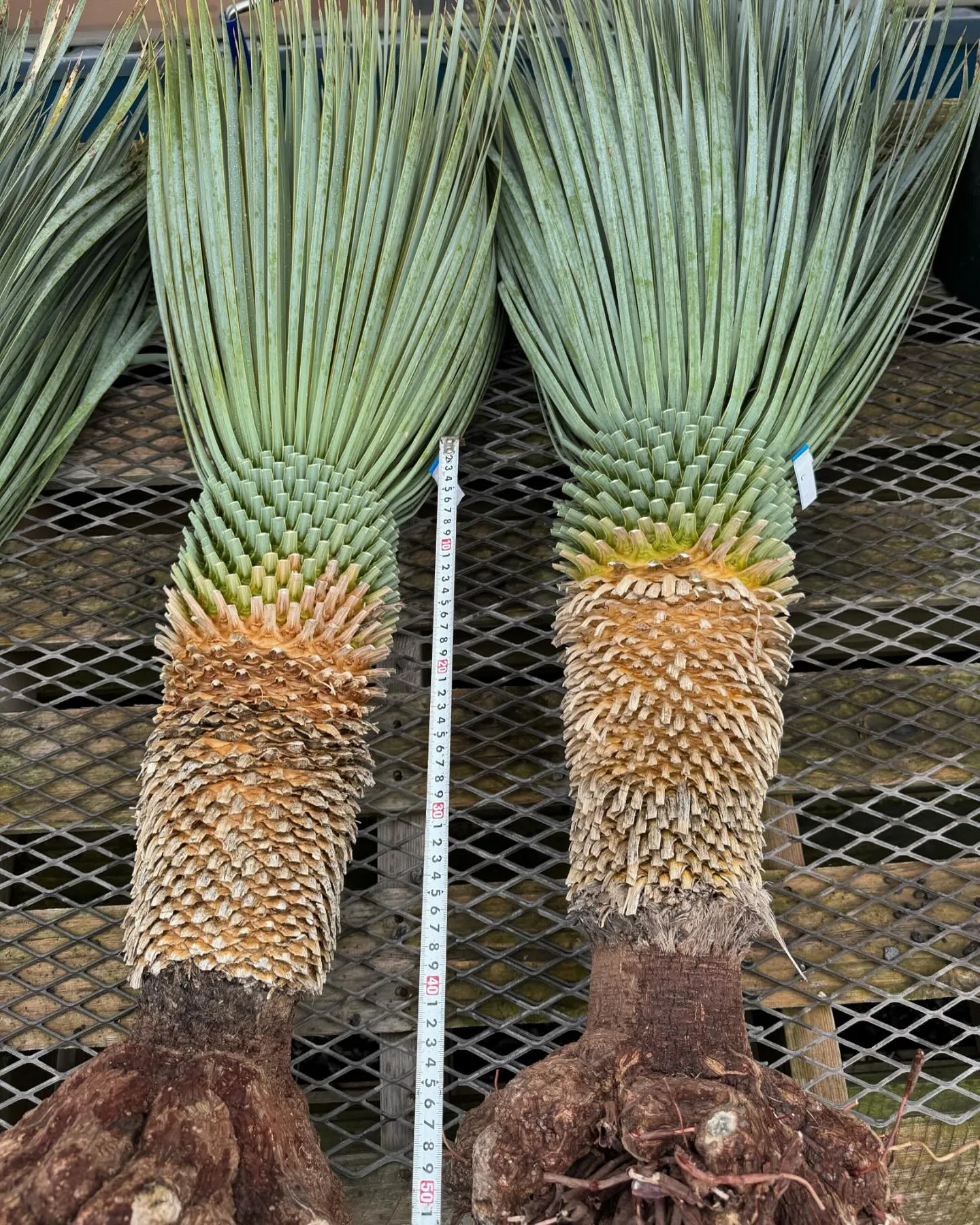 何件かDM販売も、とのお問い合わせ頂いておりますので、急遽で...