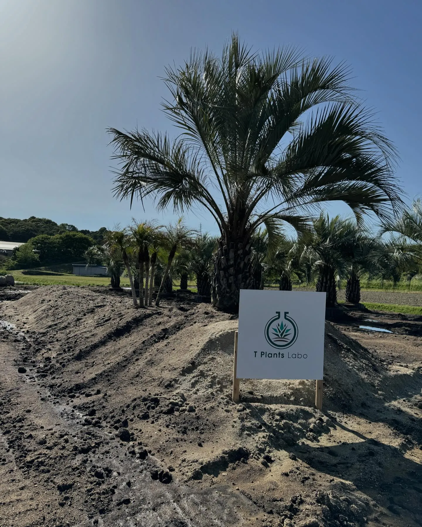 さて少しずつですがヤシエリアの方も準備の方進んでおります。