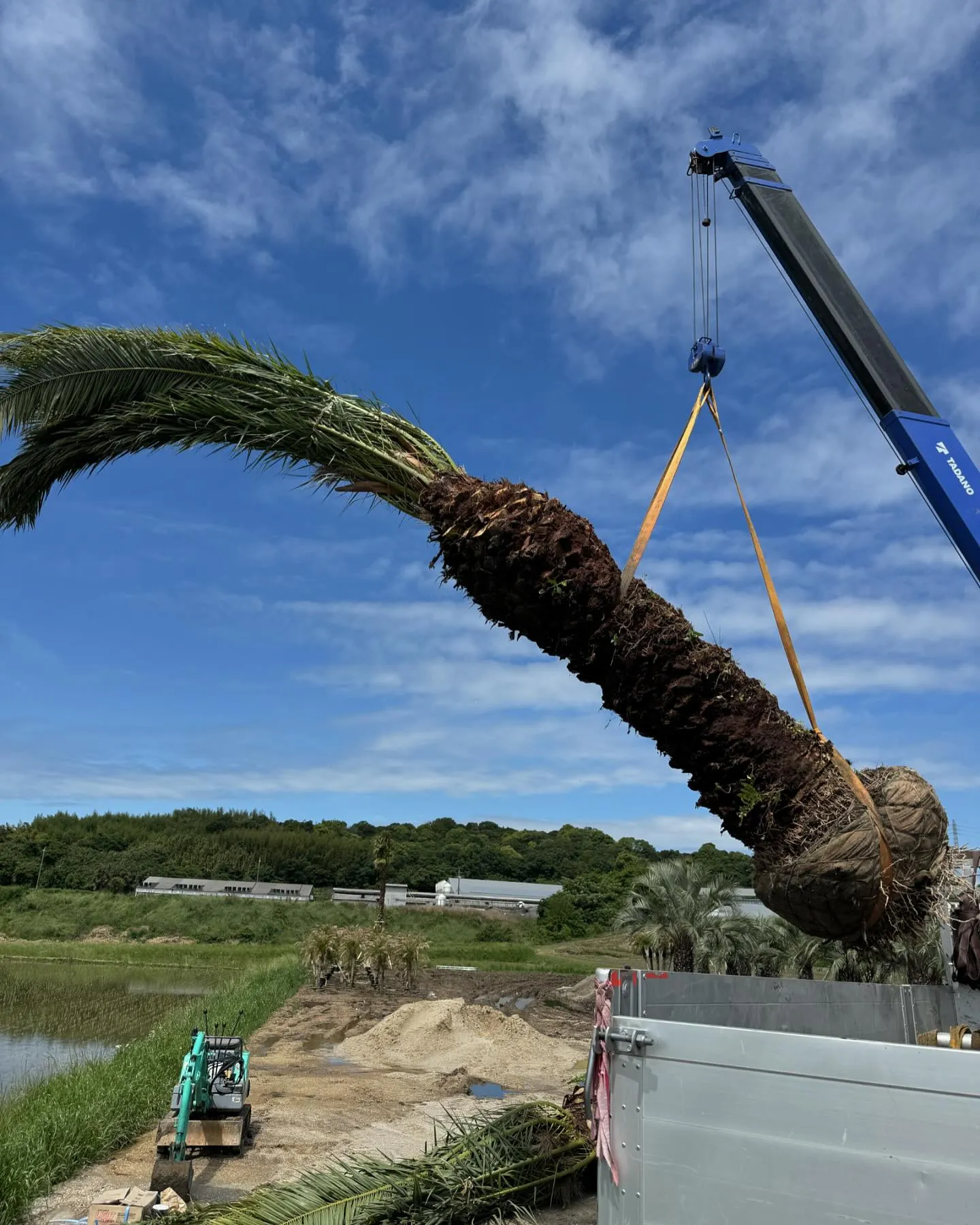 カナリーヤシも入荷。