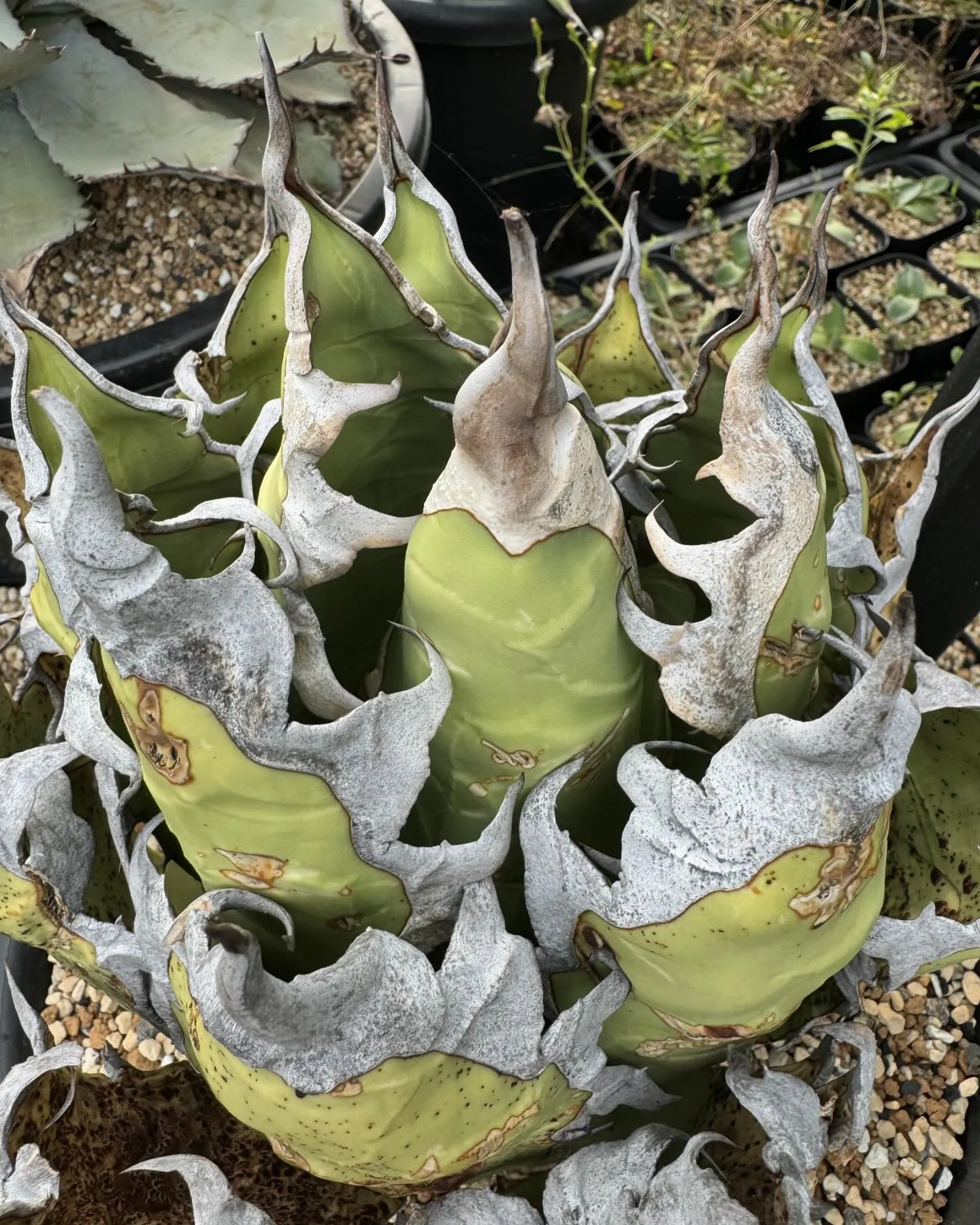 今週もバタバタです😅　