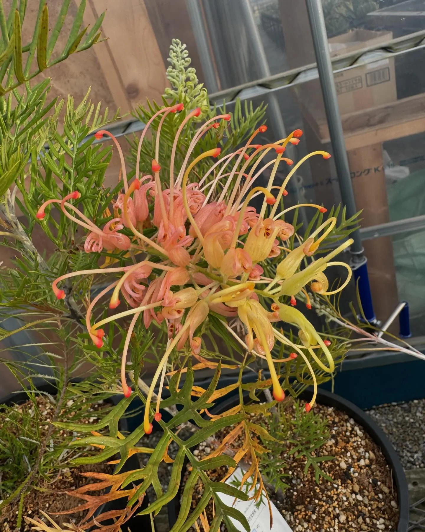 やっぱりグレビレアは2色花が綺麗ですね。