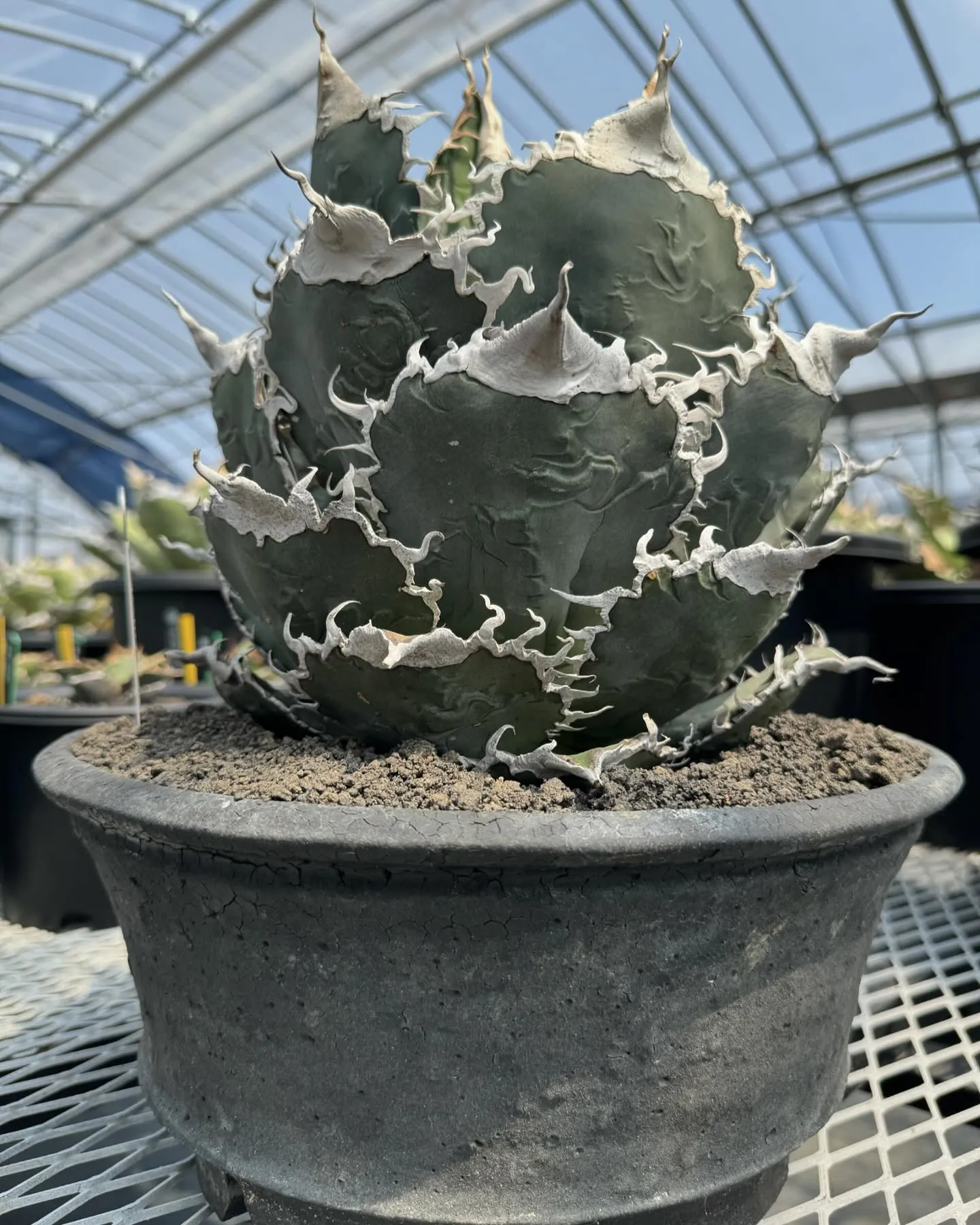 写真のものと同血統のシチリア産子株、近日入荷予定です。