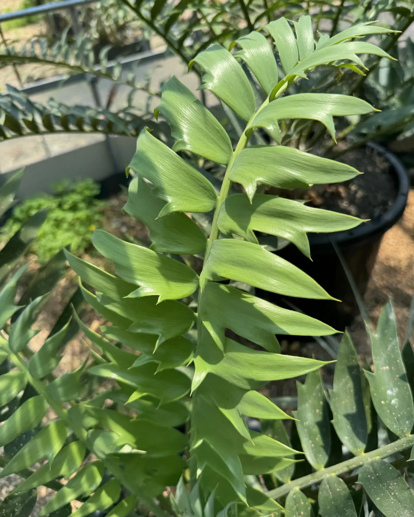 エンセやサイカスなども一斉にフラッシュの時期ですね。