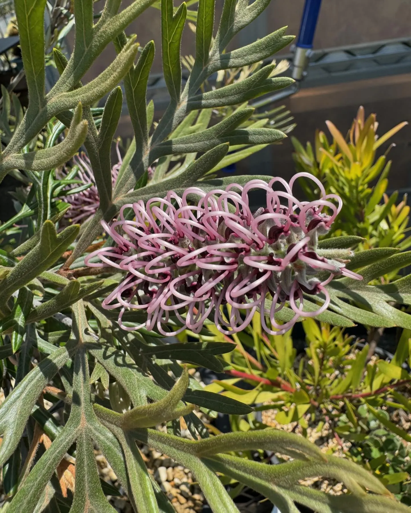 グレビレアたちも順に花が咲き始め見頃を迎えております。