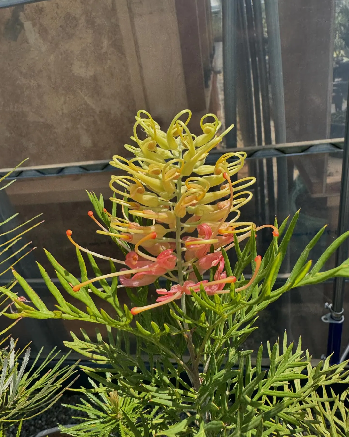 グレビレアたちも順に花が咲き始め見頃を迎えております。