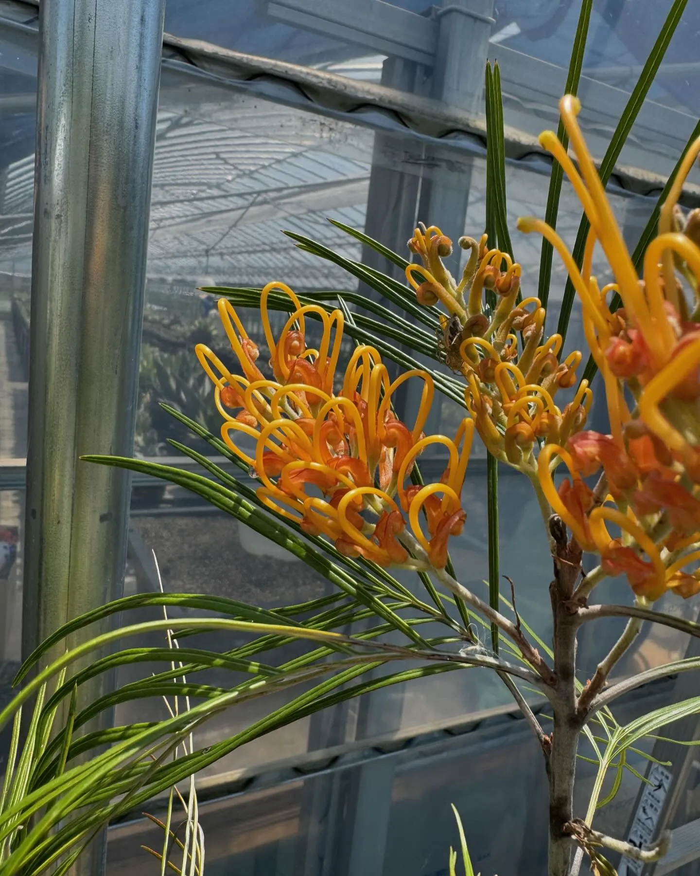 グレビレアたちも順に花が咲き始め見頃を迎えております。