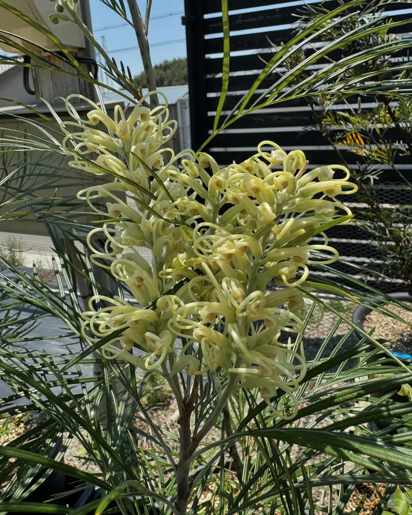 グレビレアたちも順に花が咲き始め見頃を迎えております。