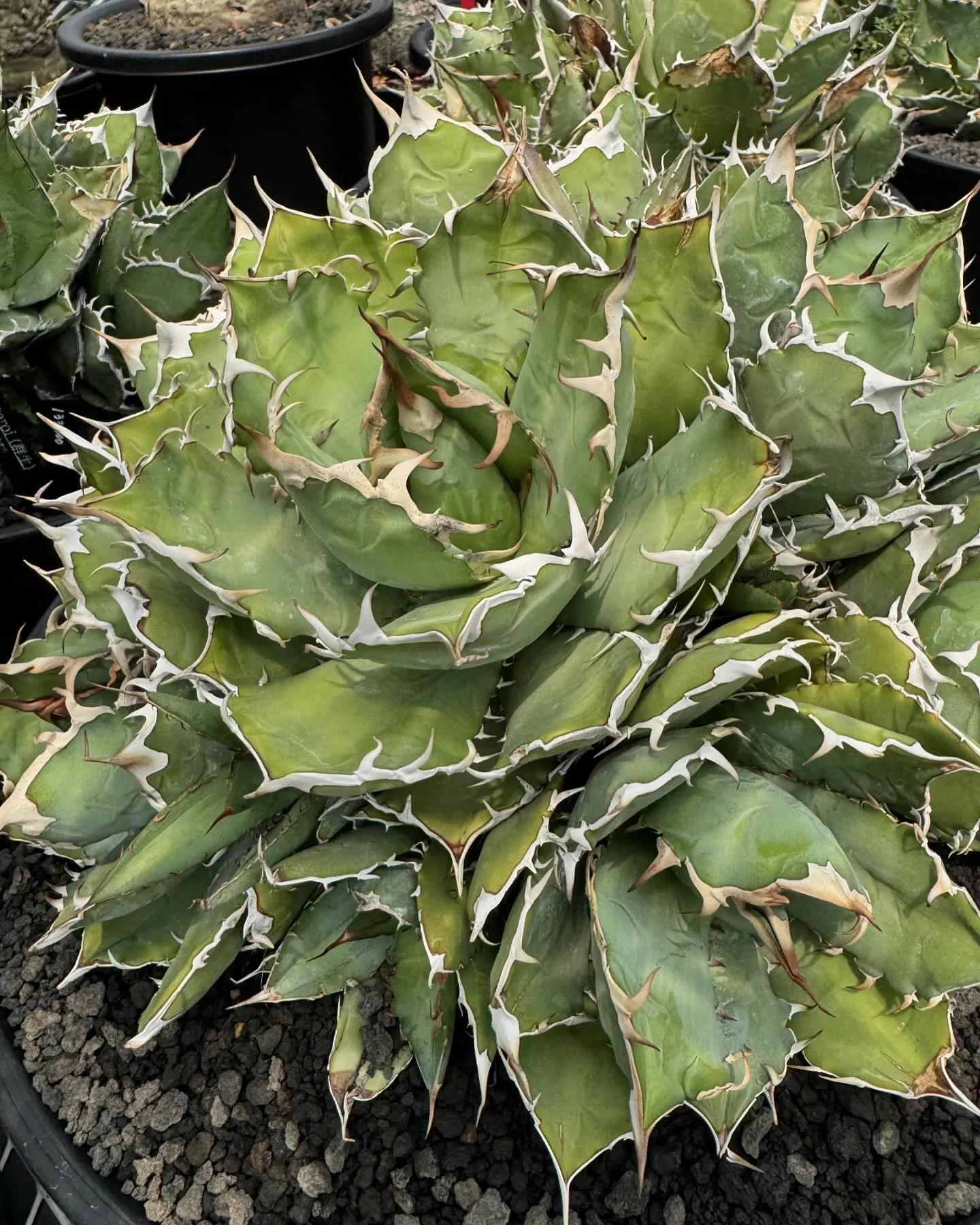 オテロイ群生株