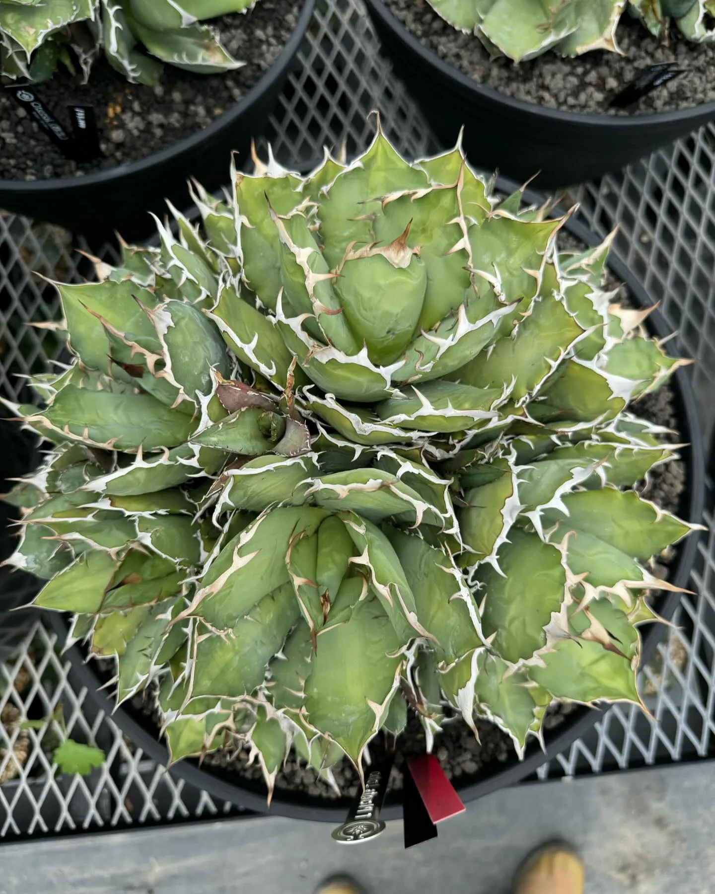 オテロイ群生株