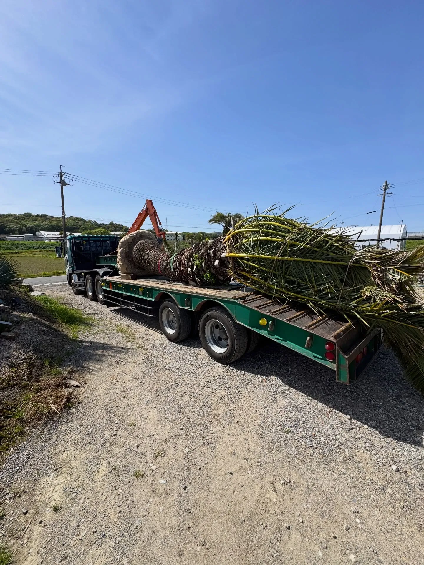 連日のようにヤシ含め大型の植物の出荷が続いております。