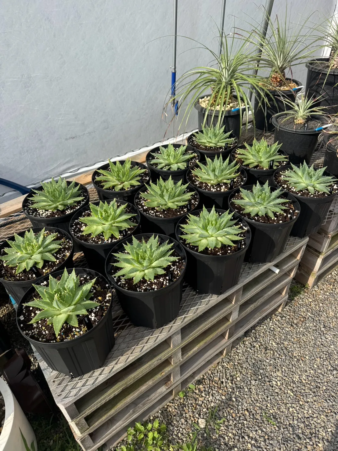 アロエ　ポリフィラも入荷です。